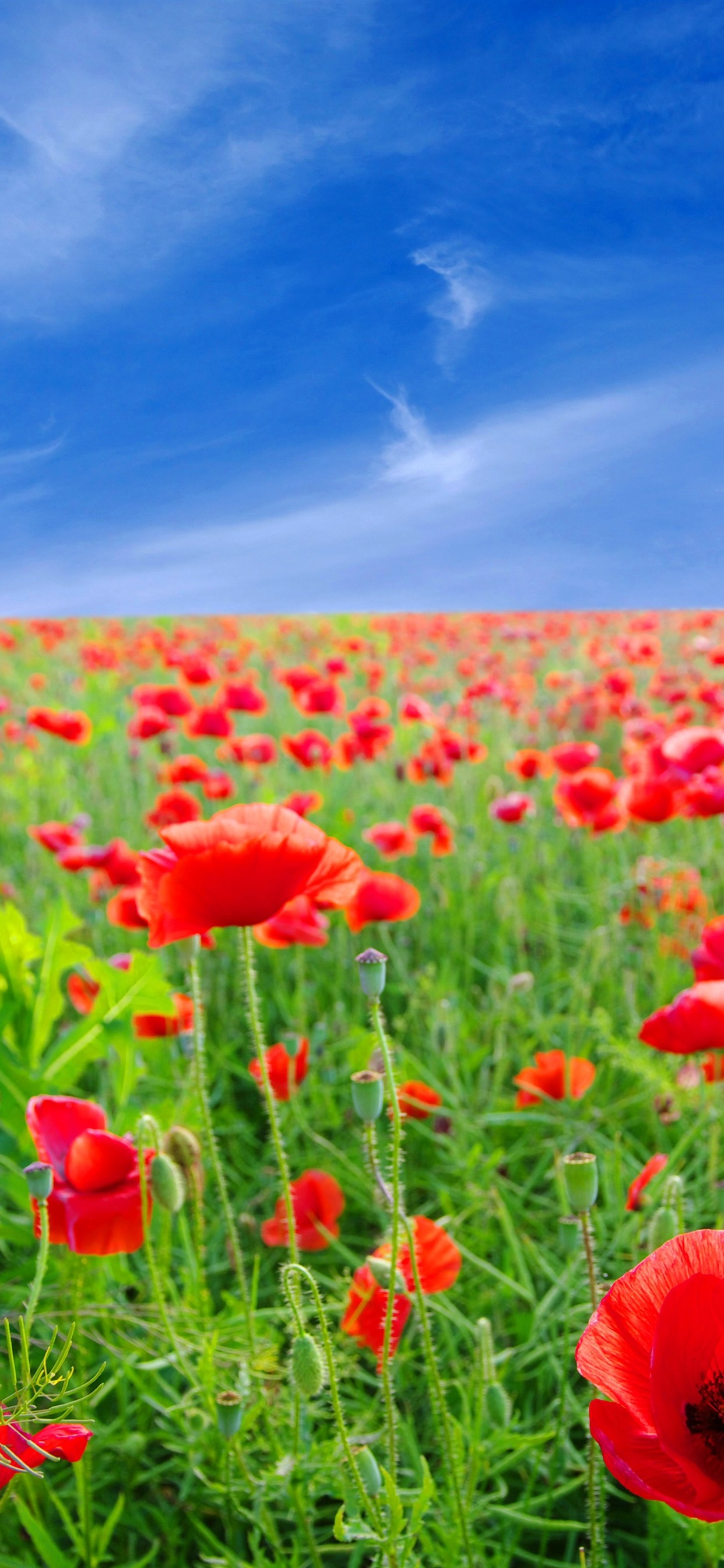 Poppy Flower Field Wallpapers