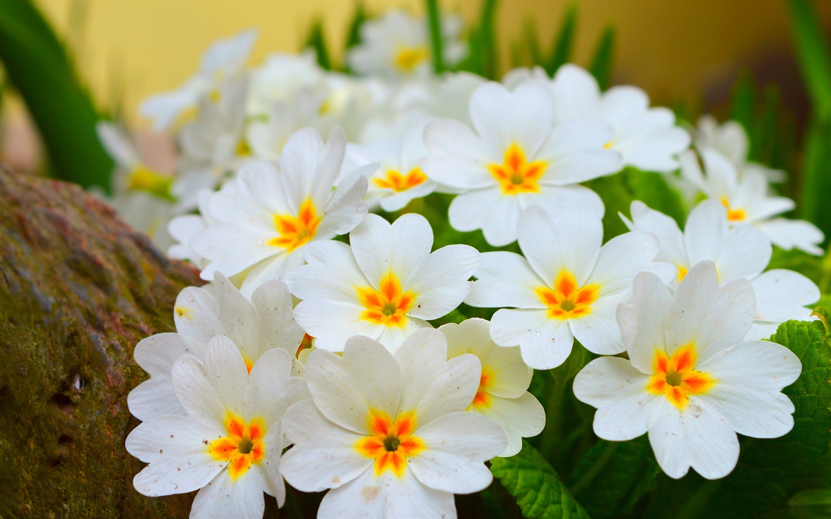 Primula Wallpapers