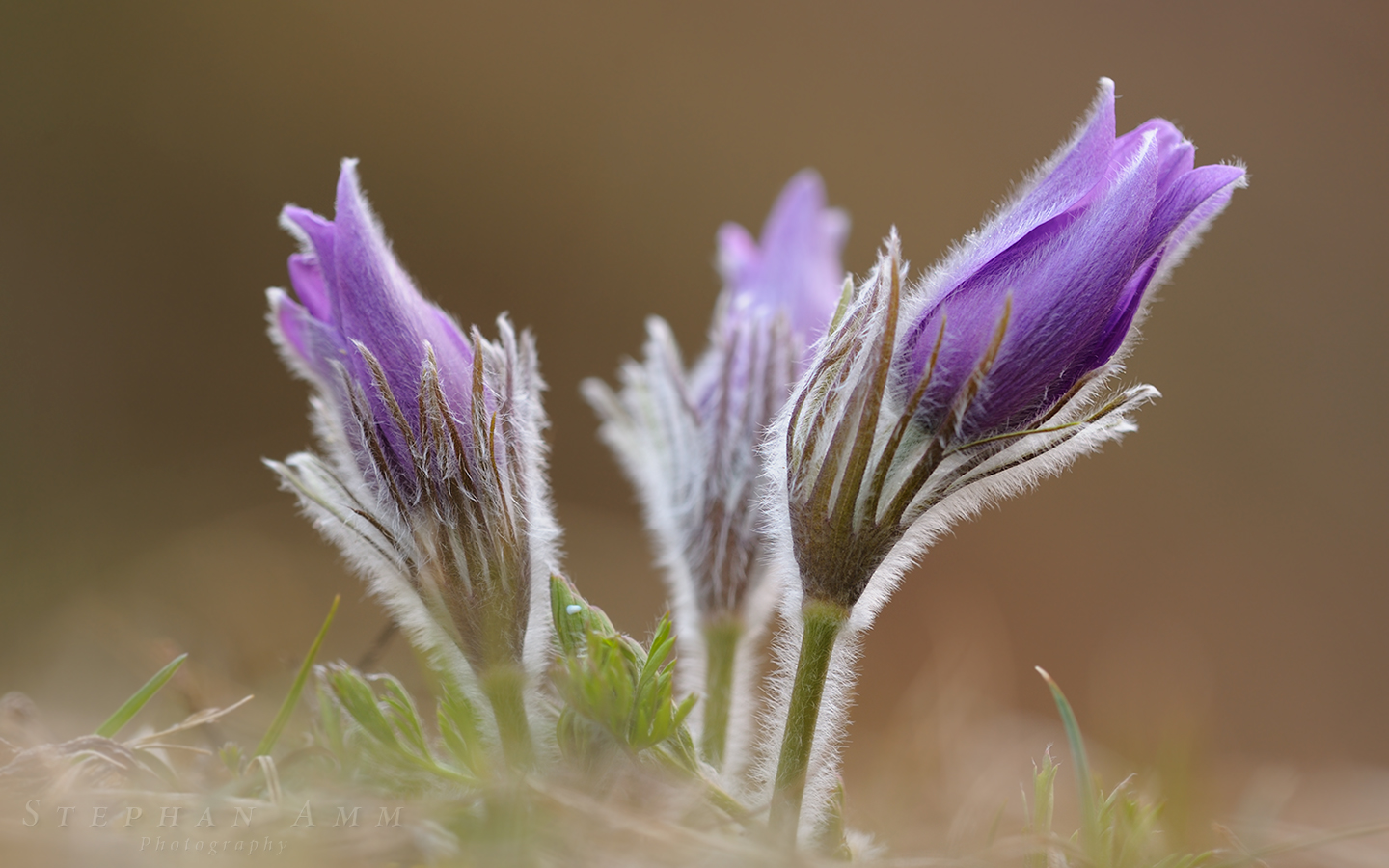 Pulsatilla Wallpapers