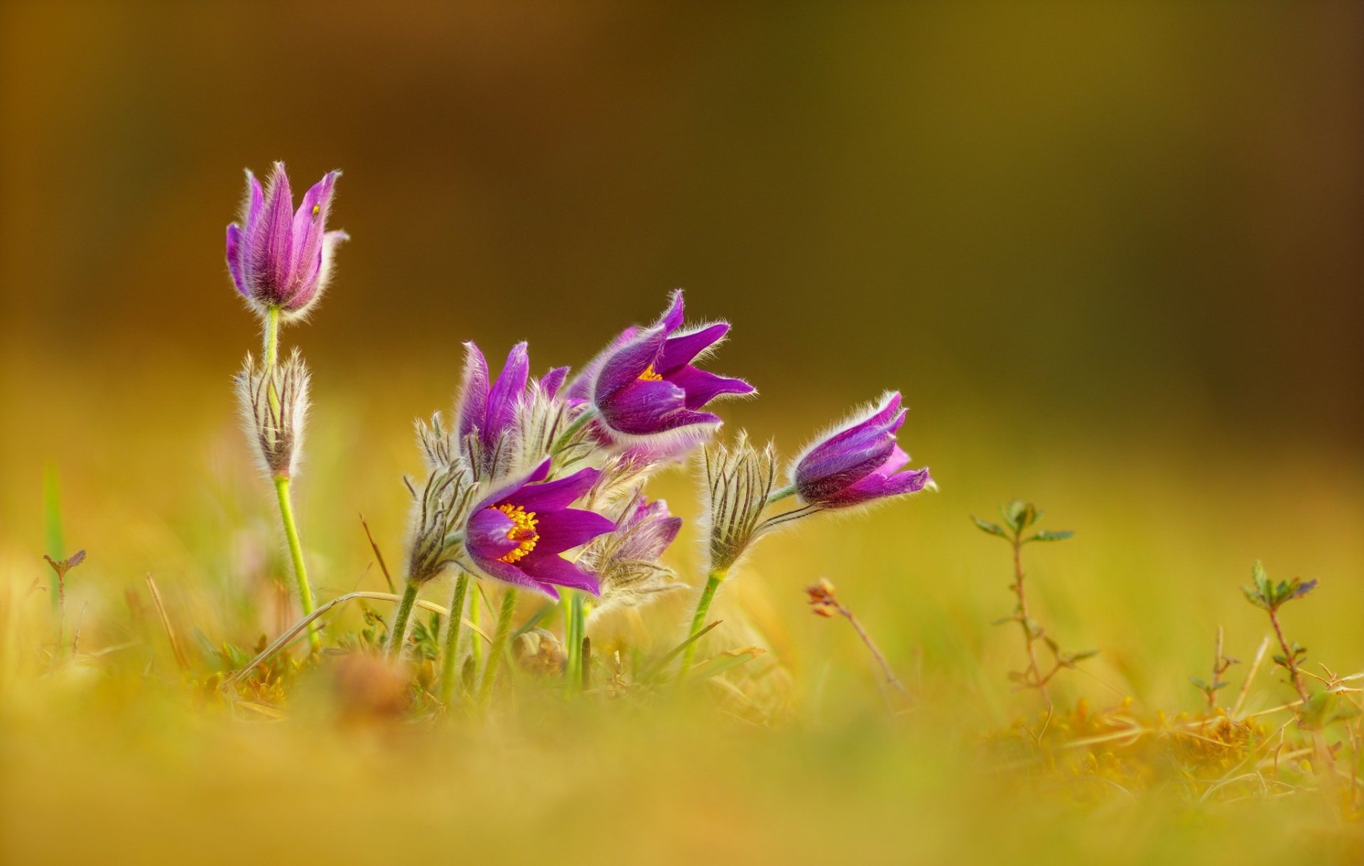 Pulsatilla Wallpapers