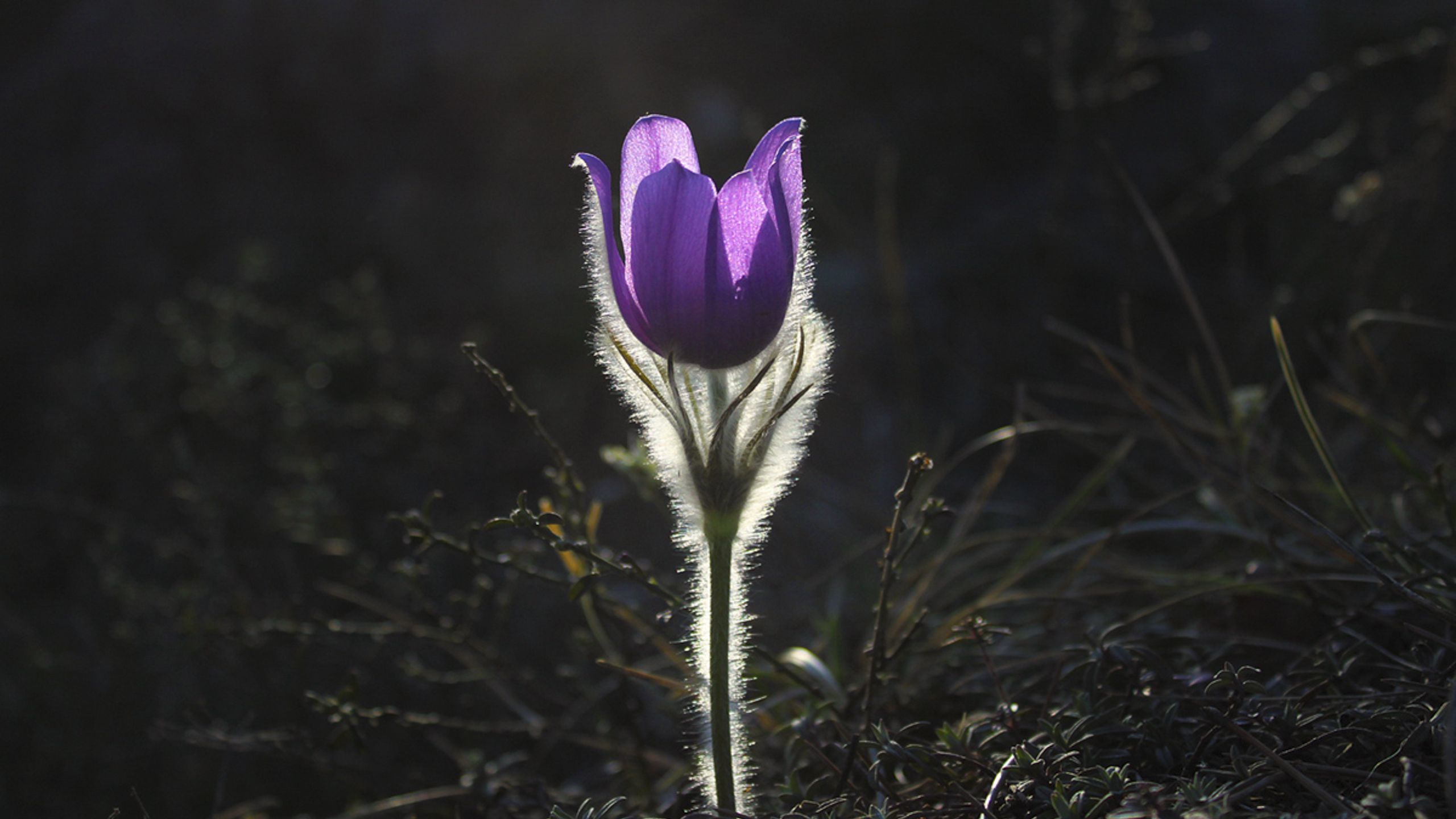 Pulsatilla Wallpapers