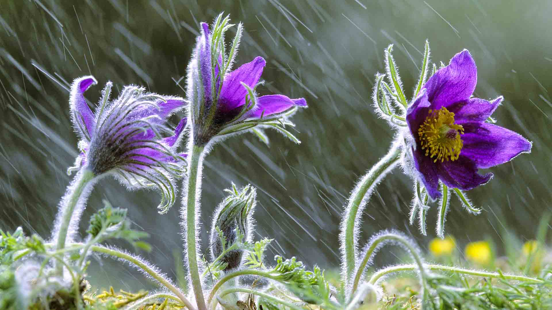 Pulsatilla Wallpapers