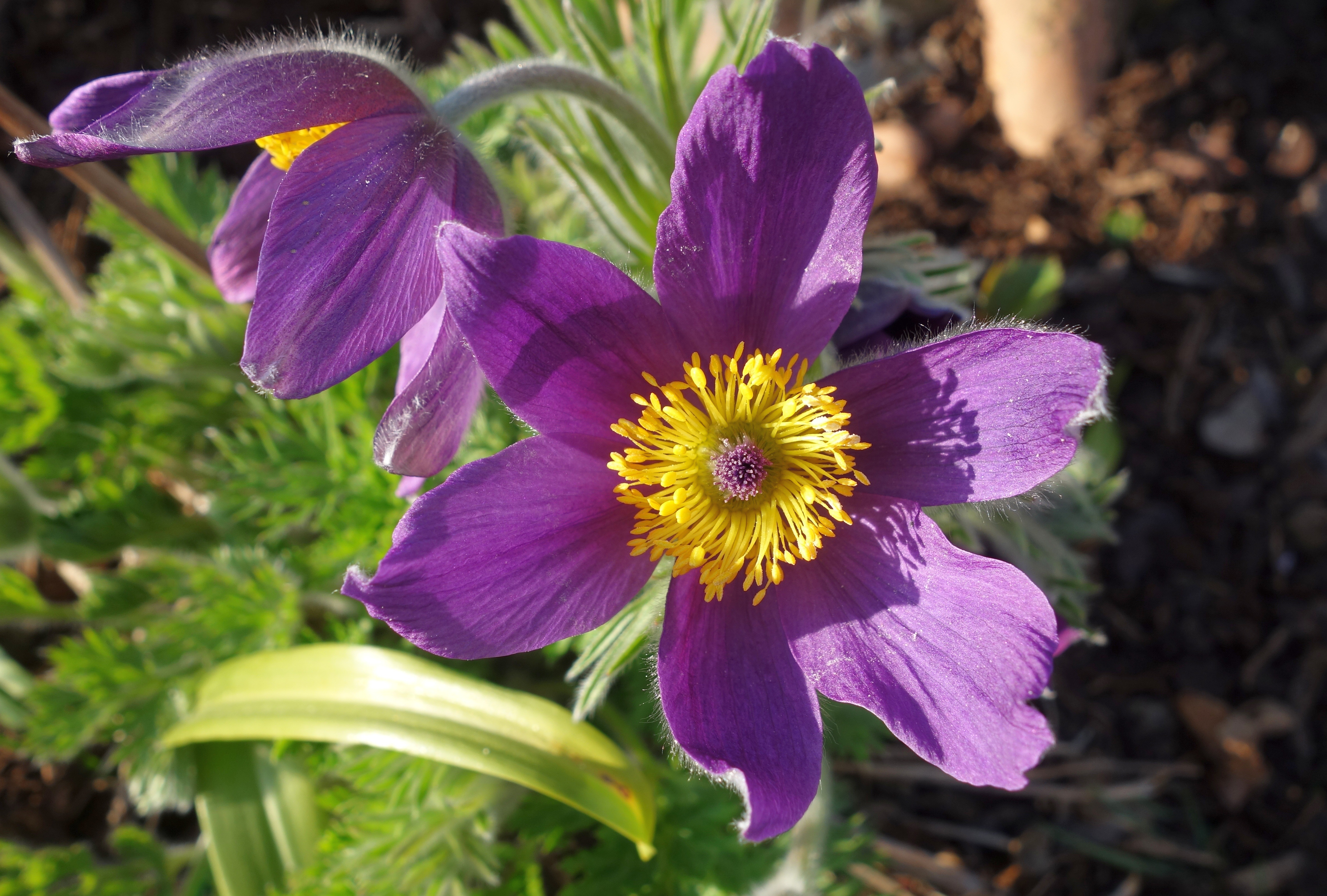 Pulsatilla Wallpapers