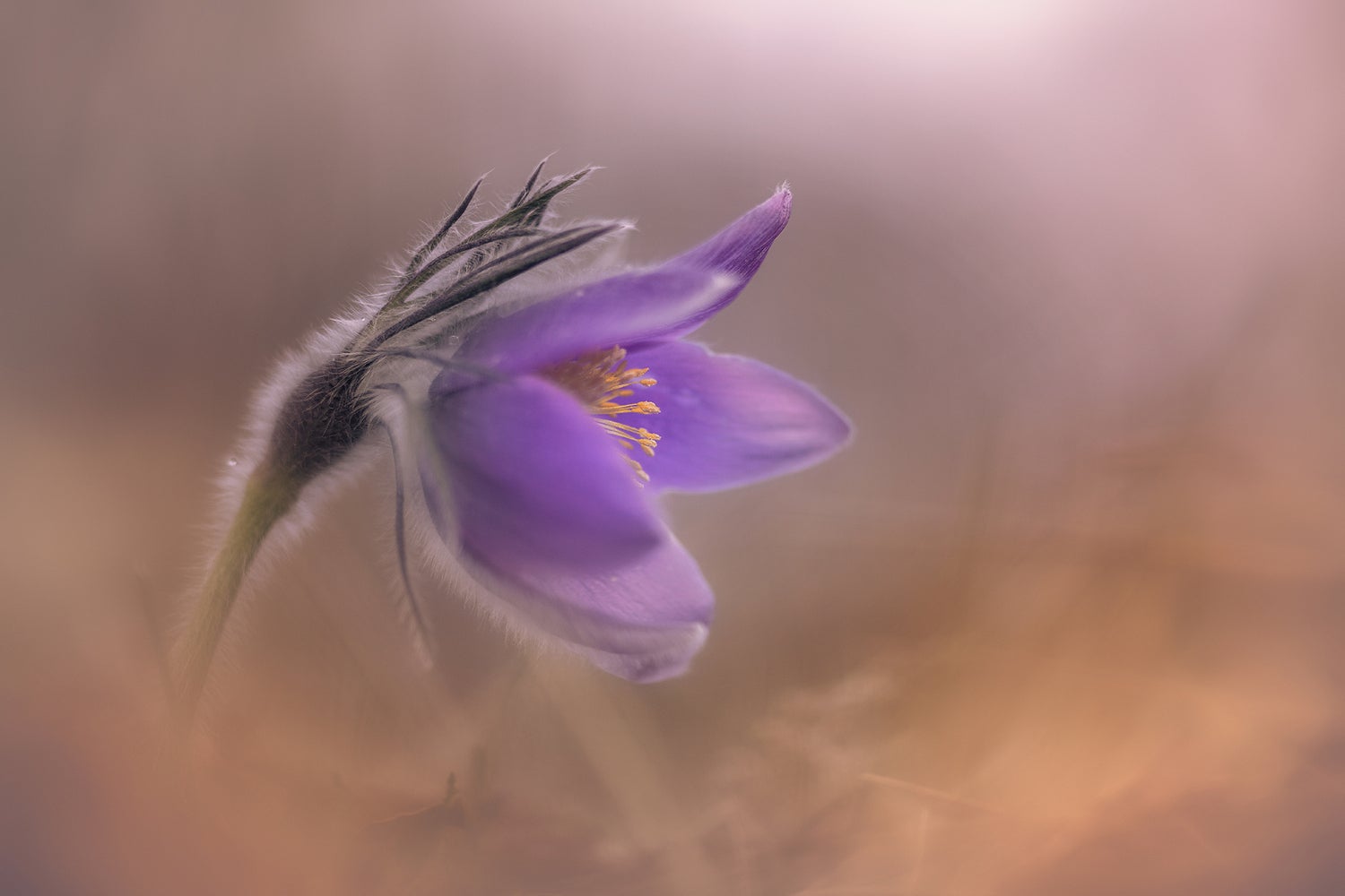 Pulsatilla Wallpapers