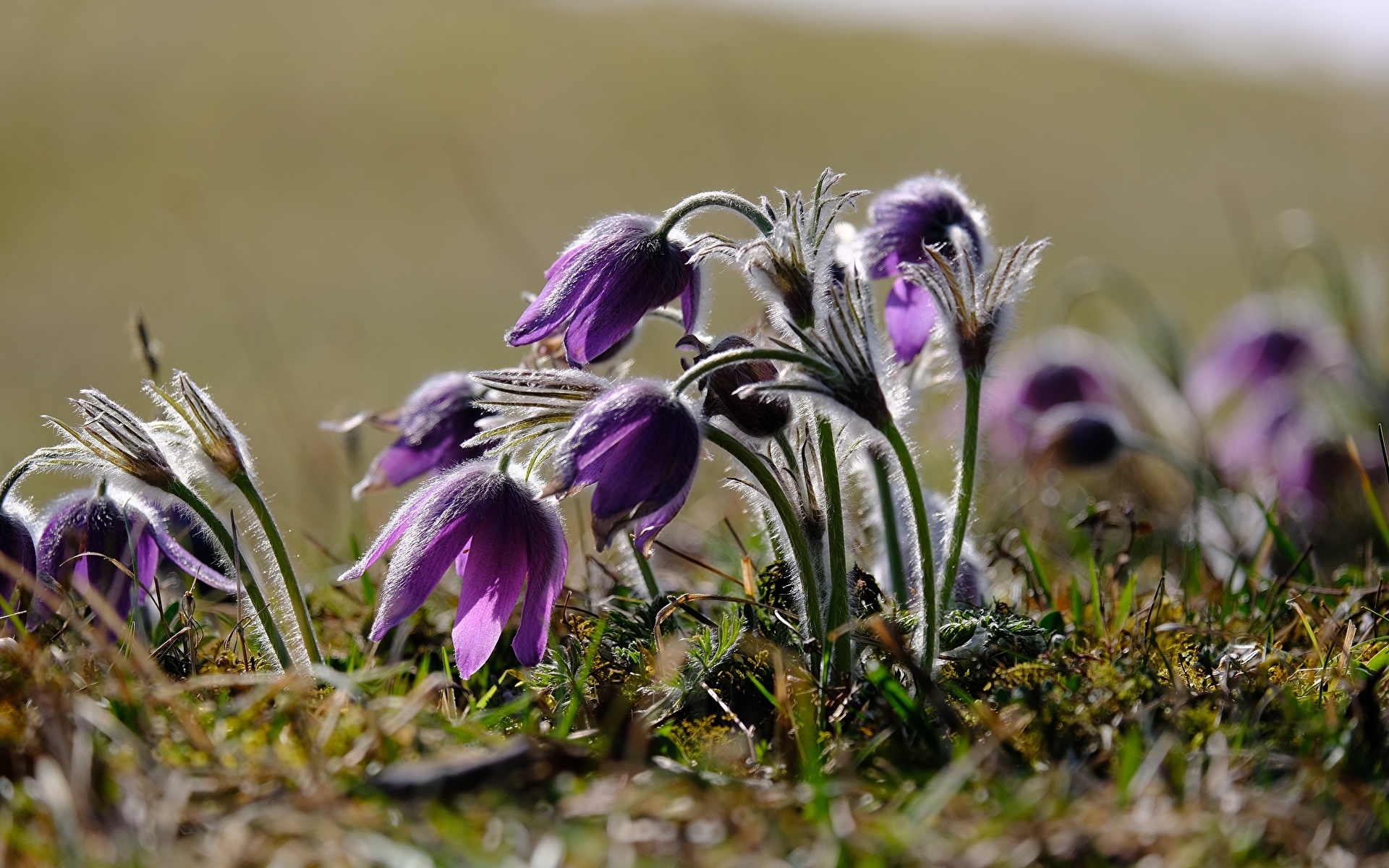 Pulsatilla Wallpapers