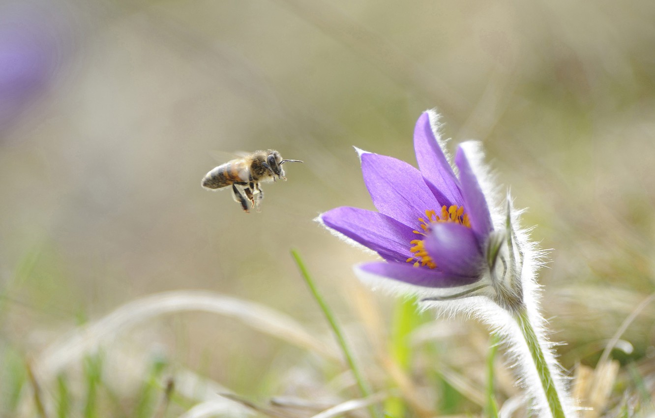 Pulsatilla Wallpapers