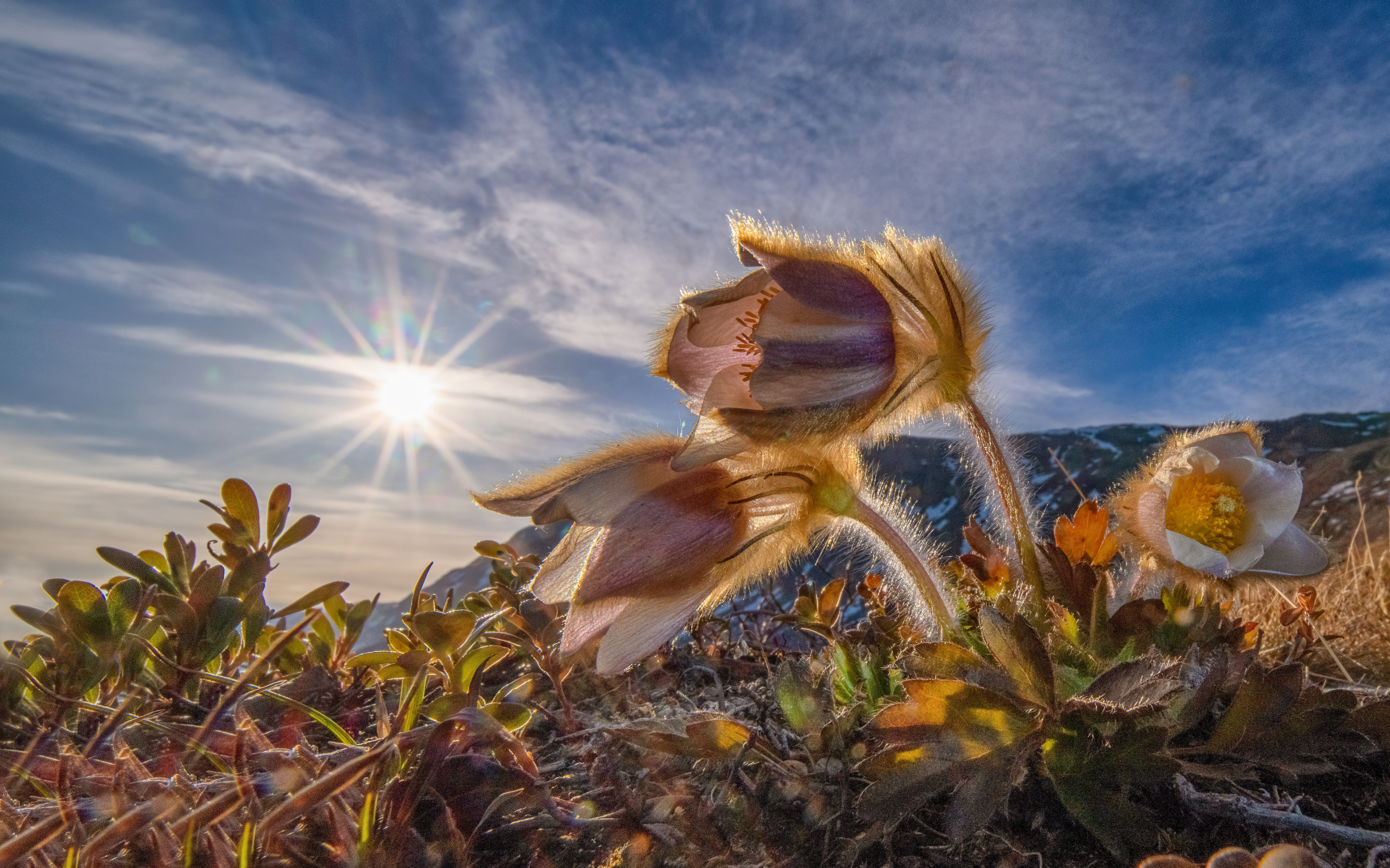 Pulsatilla Wallpapers