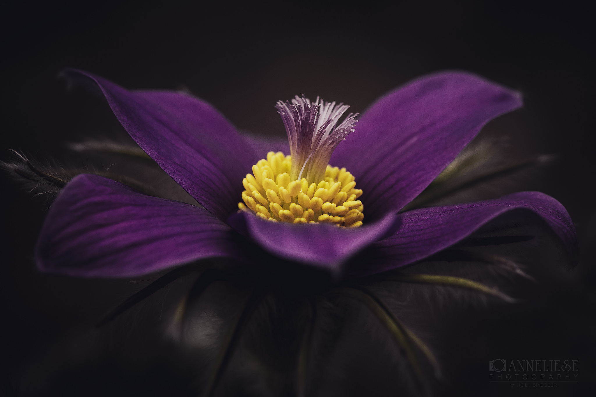 Pulsatilla Wallpapers