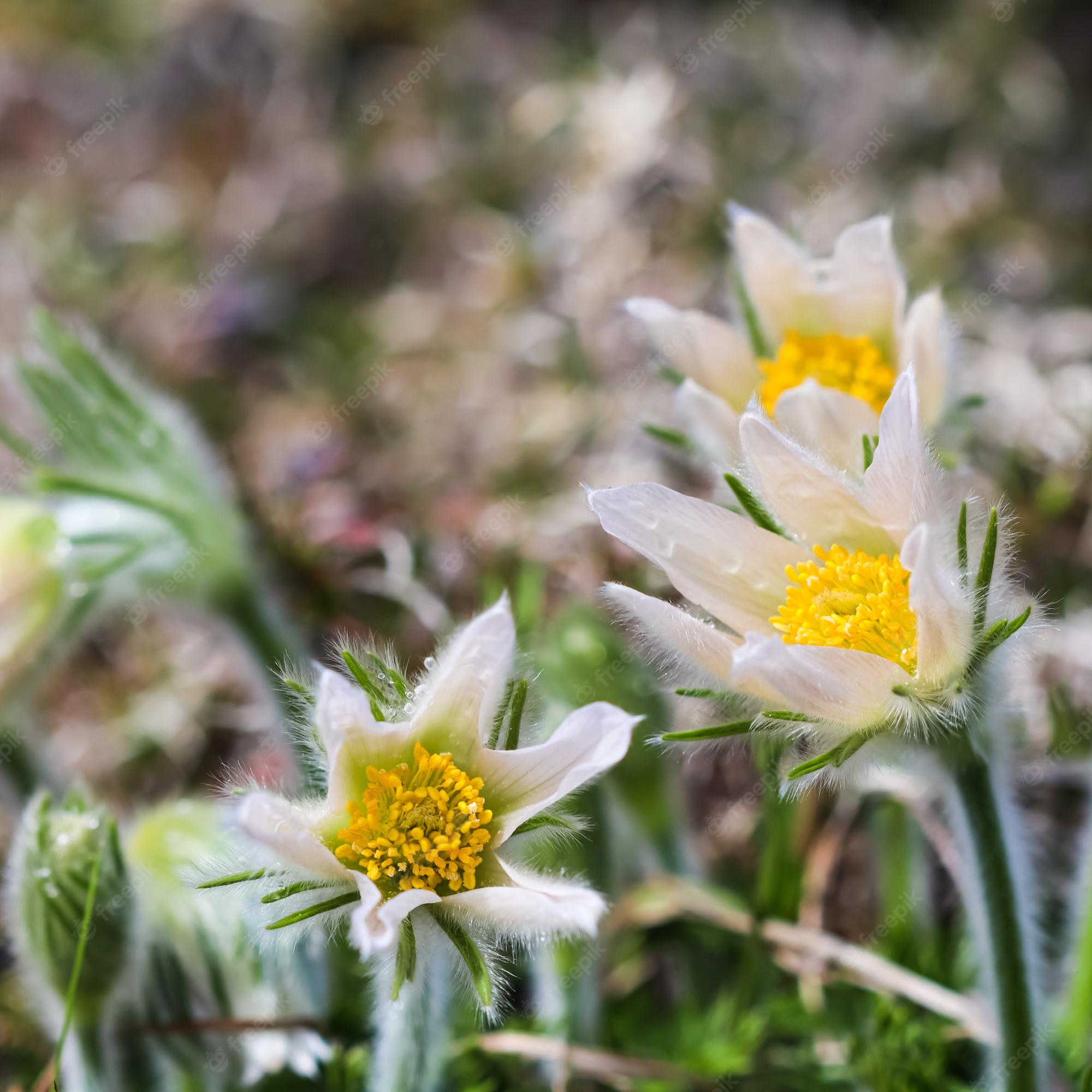 Pulsatilla Wallpapers