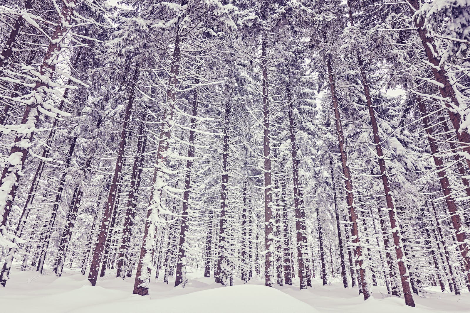 Purple Winter Forest Wallpapers