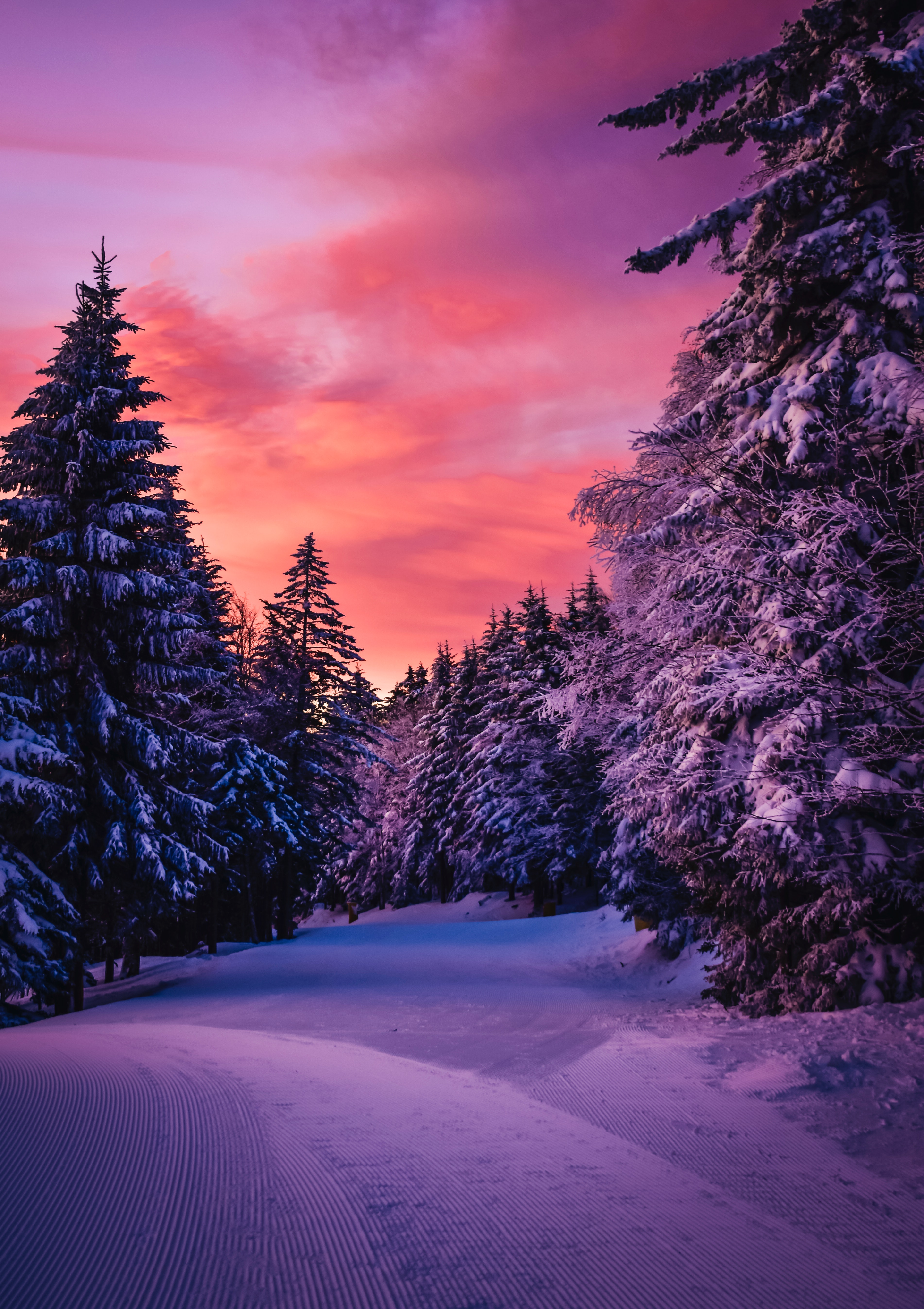 Purple Winter Forest Wallpapers