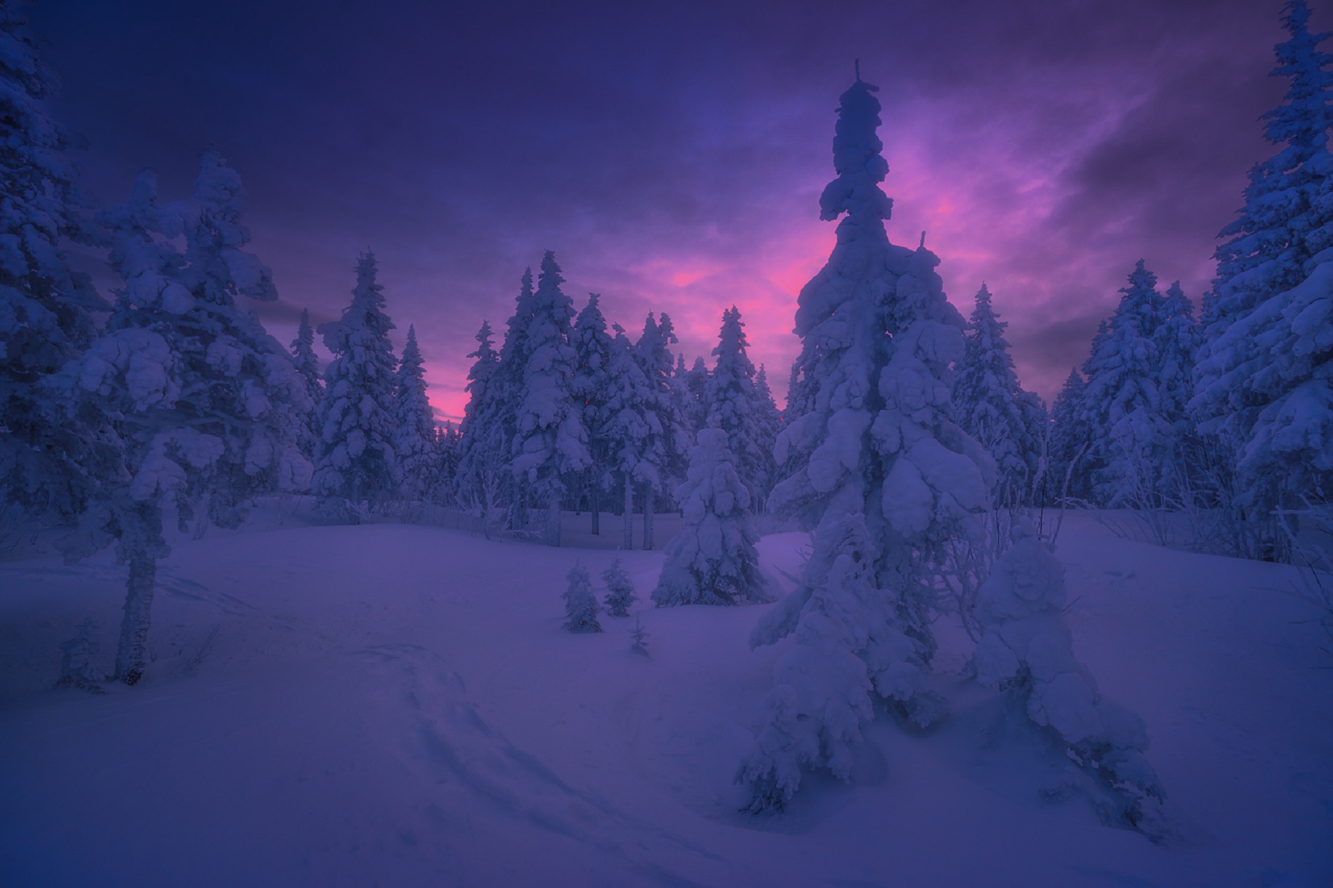 Purple Winter Forest Wallpapers