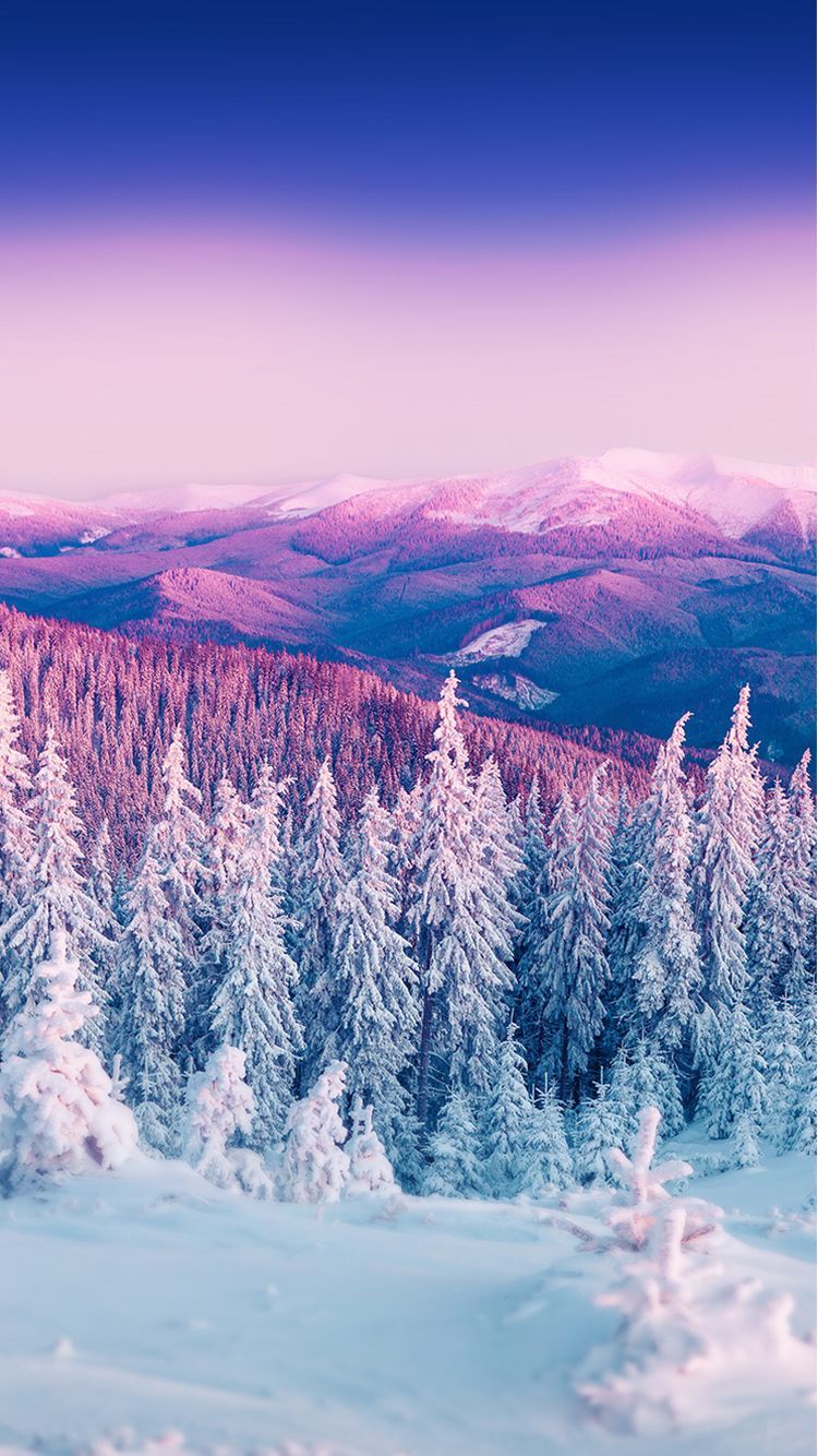 Purple Winter Forest Wallpapers