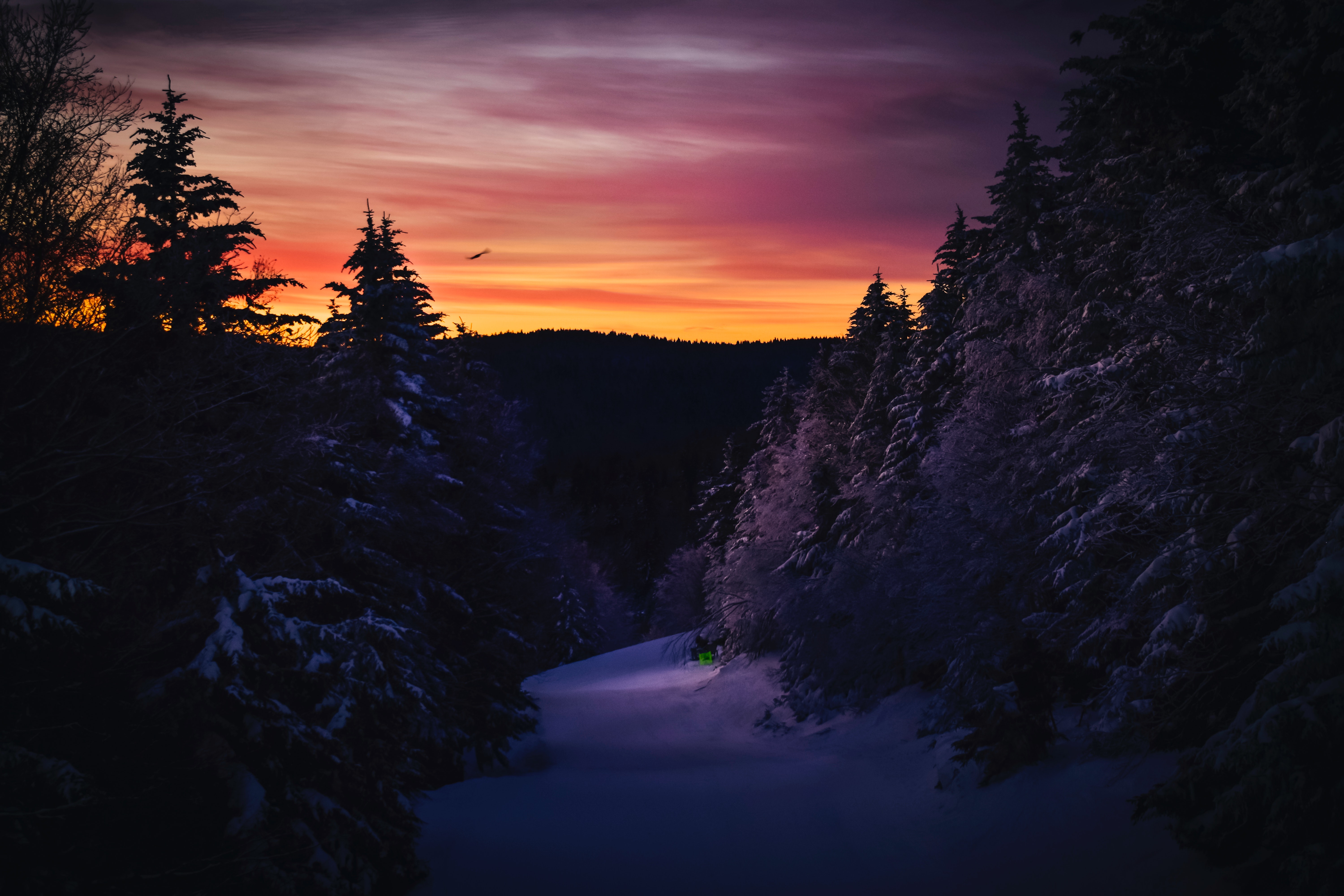 Purple Winter Forest Wallpapers