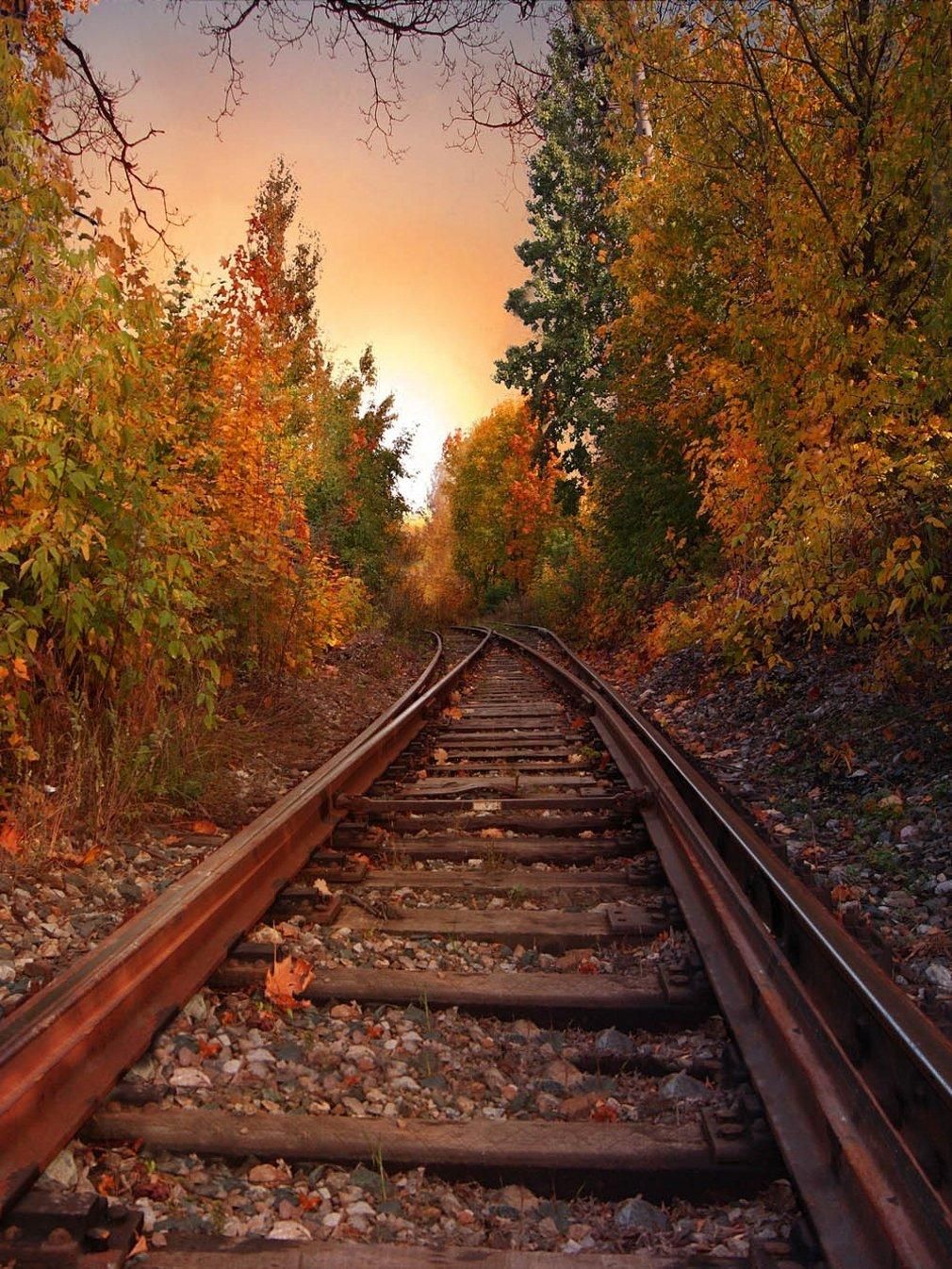 Railroad Forest Surrounding Wallpapers