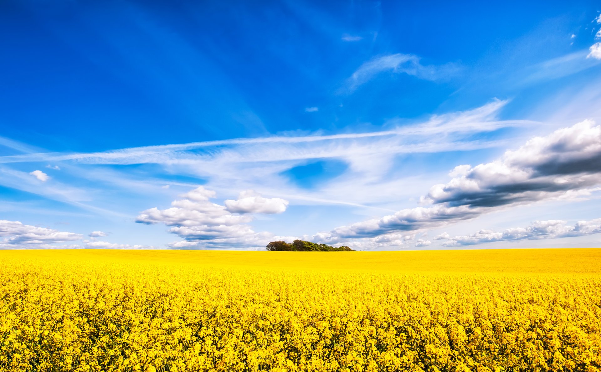 Rapeseed Wallpapers