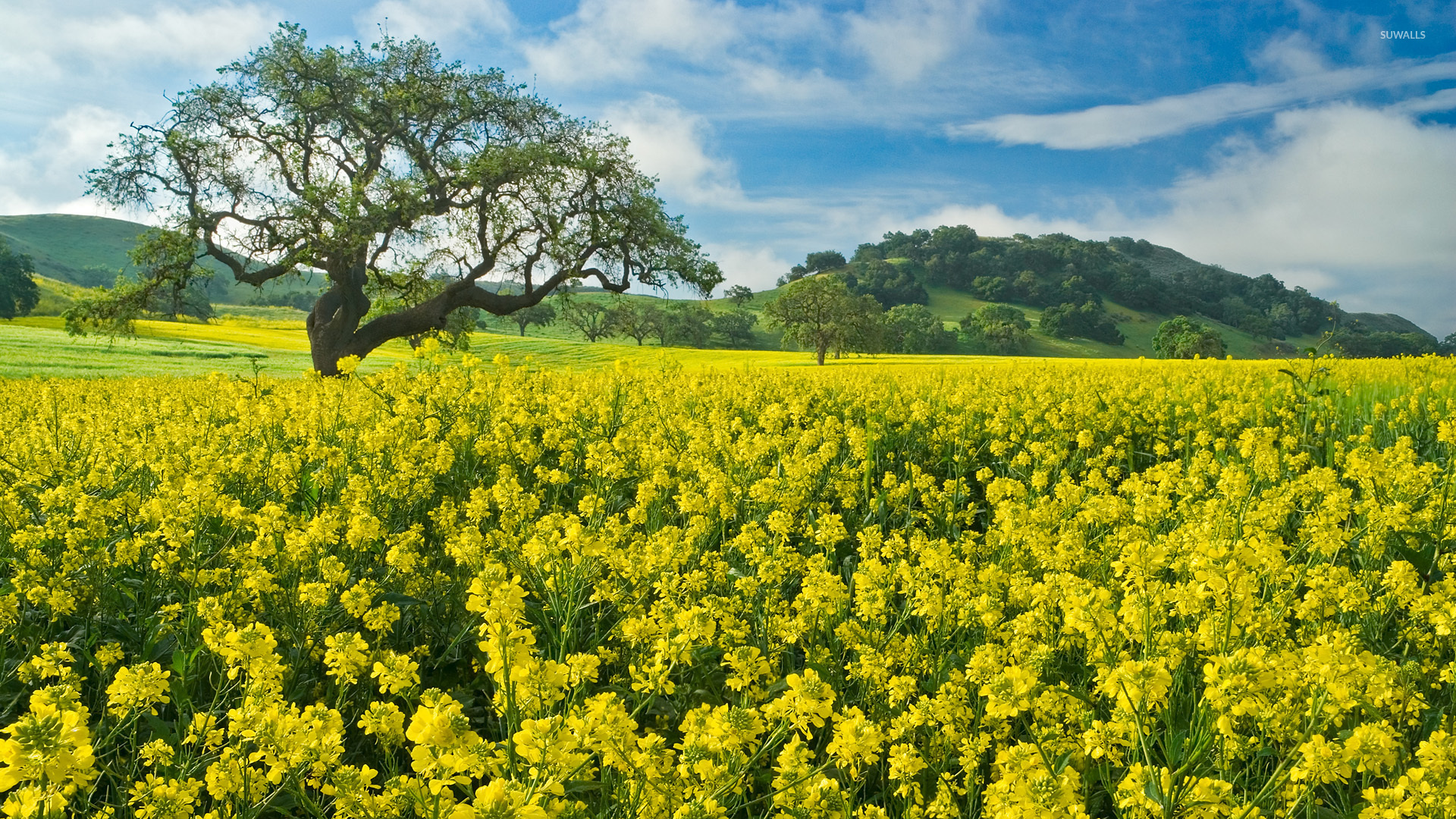 Rapeseed Wallpapers