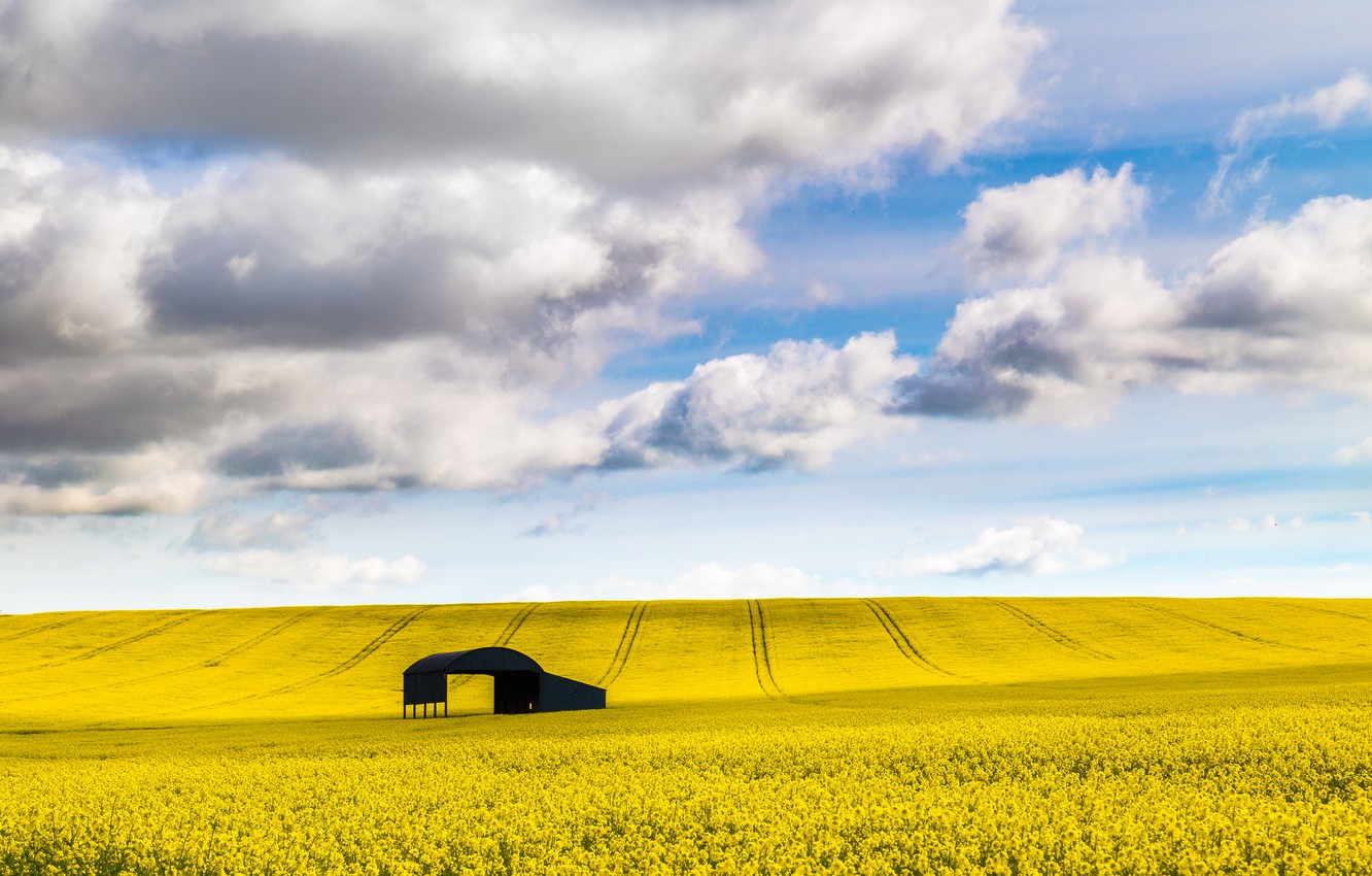 Rapeseed Wallpapers