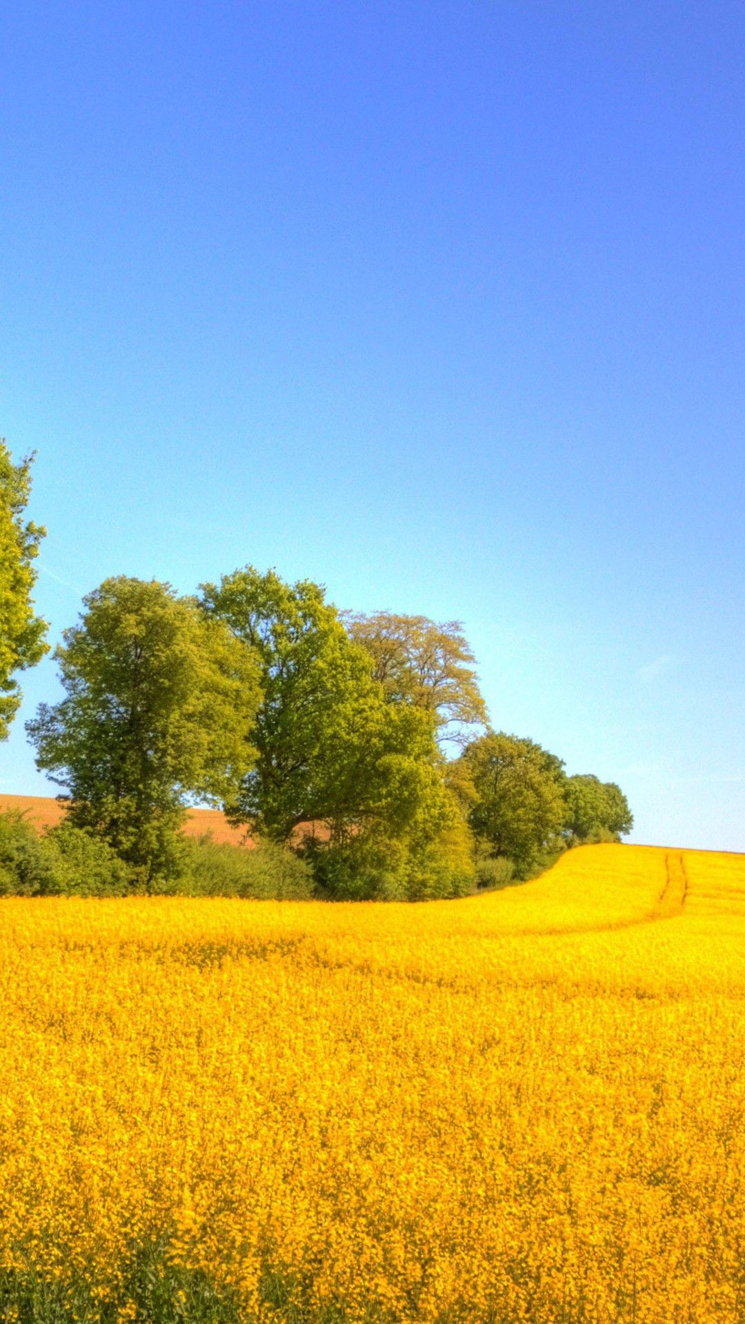 Rapeseed Wallpapers