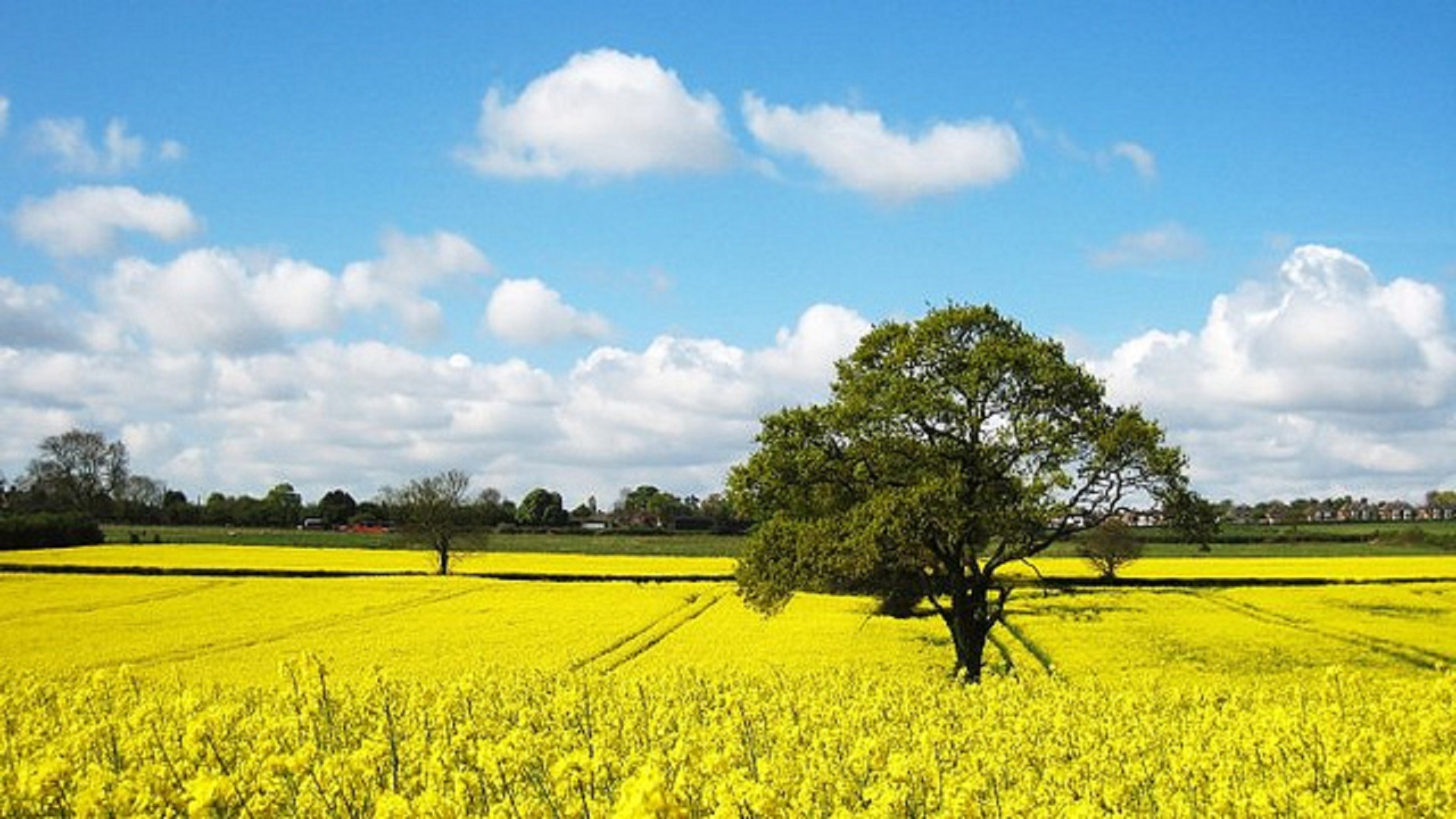 Rapeseed Wallpapers