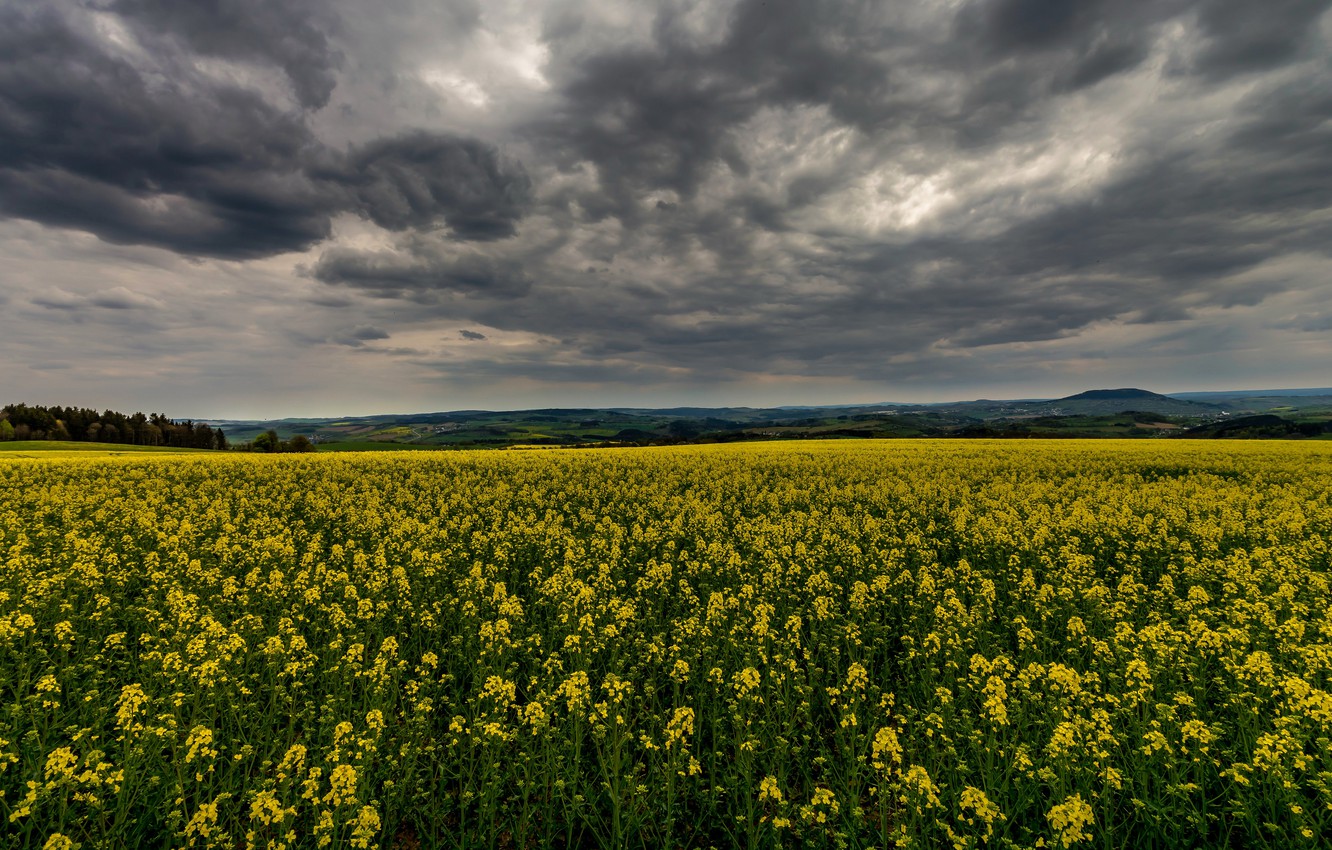 Rapeseed Wallpapers