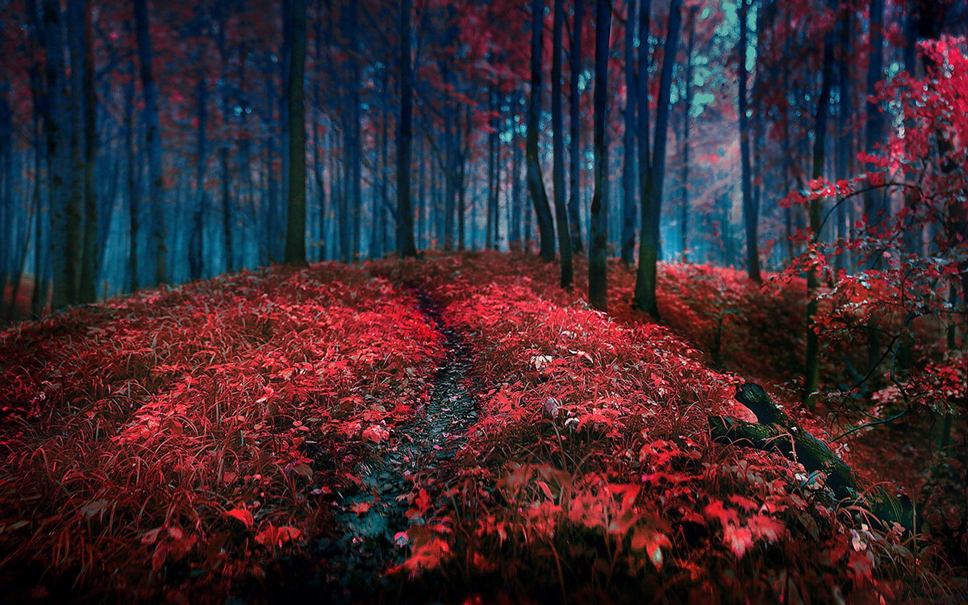 Red Forest Wallpapers