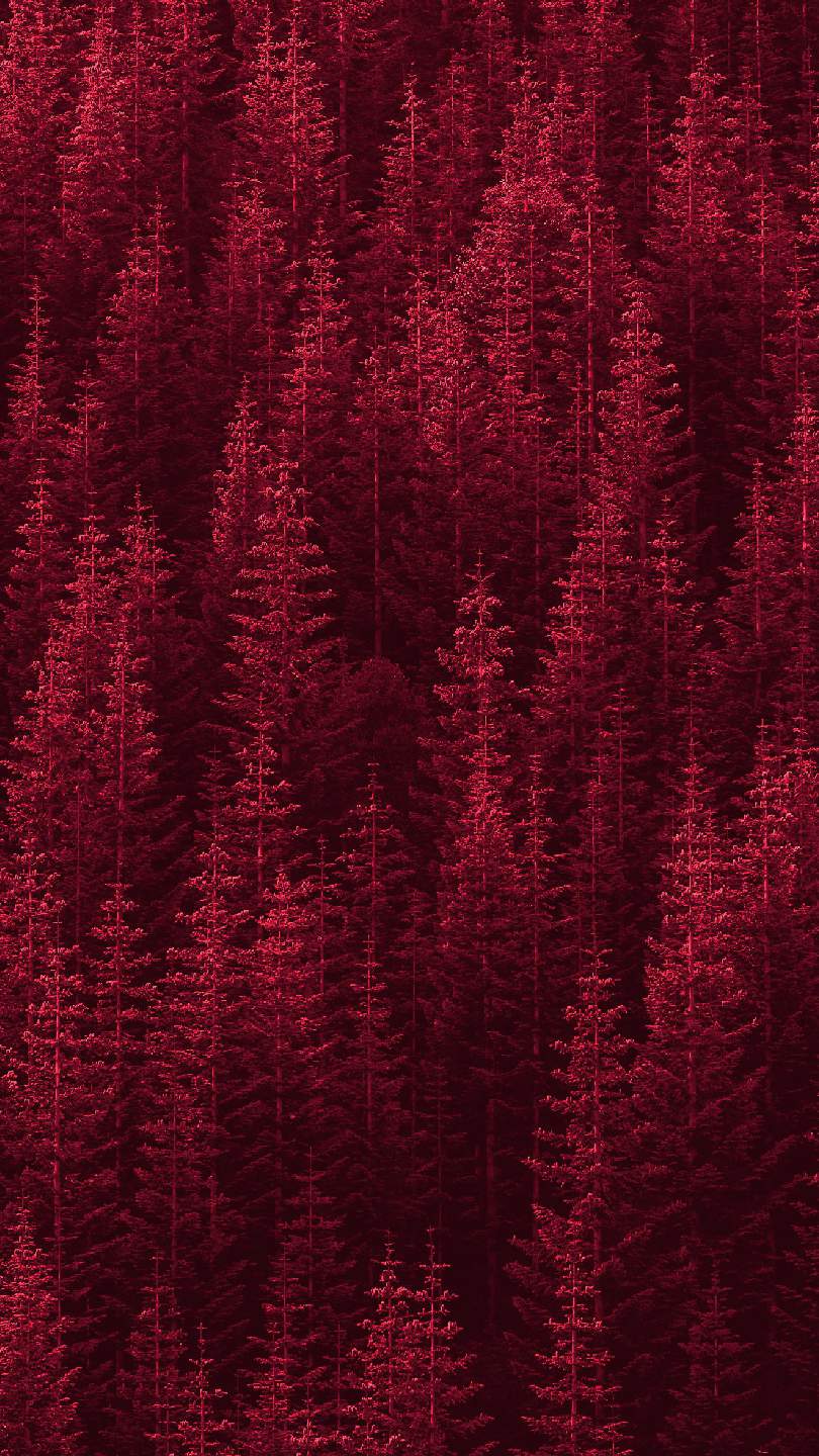 Red Forest Wallpapers