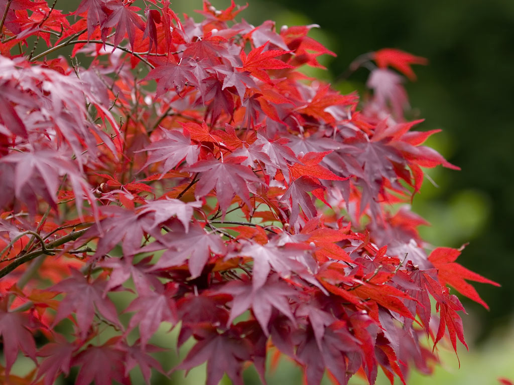 Red Heart Tree Wallpapers