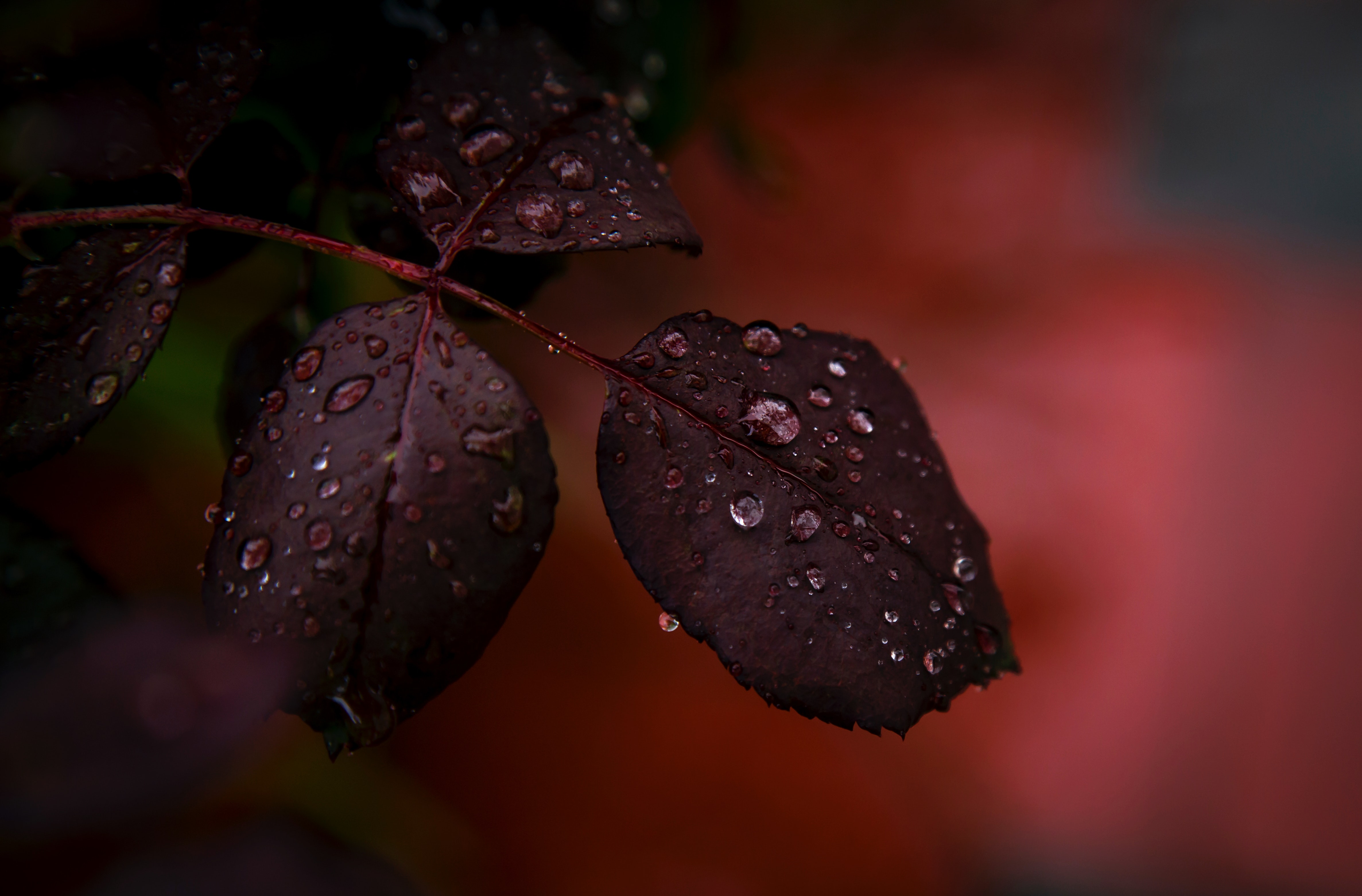 Red Leaf Macro Wallpapers