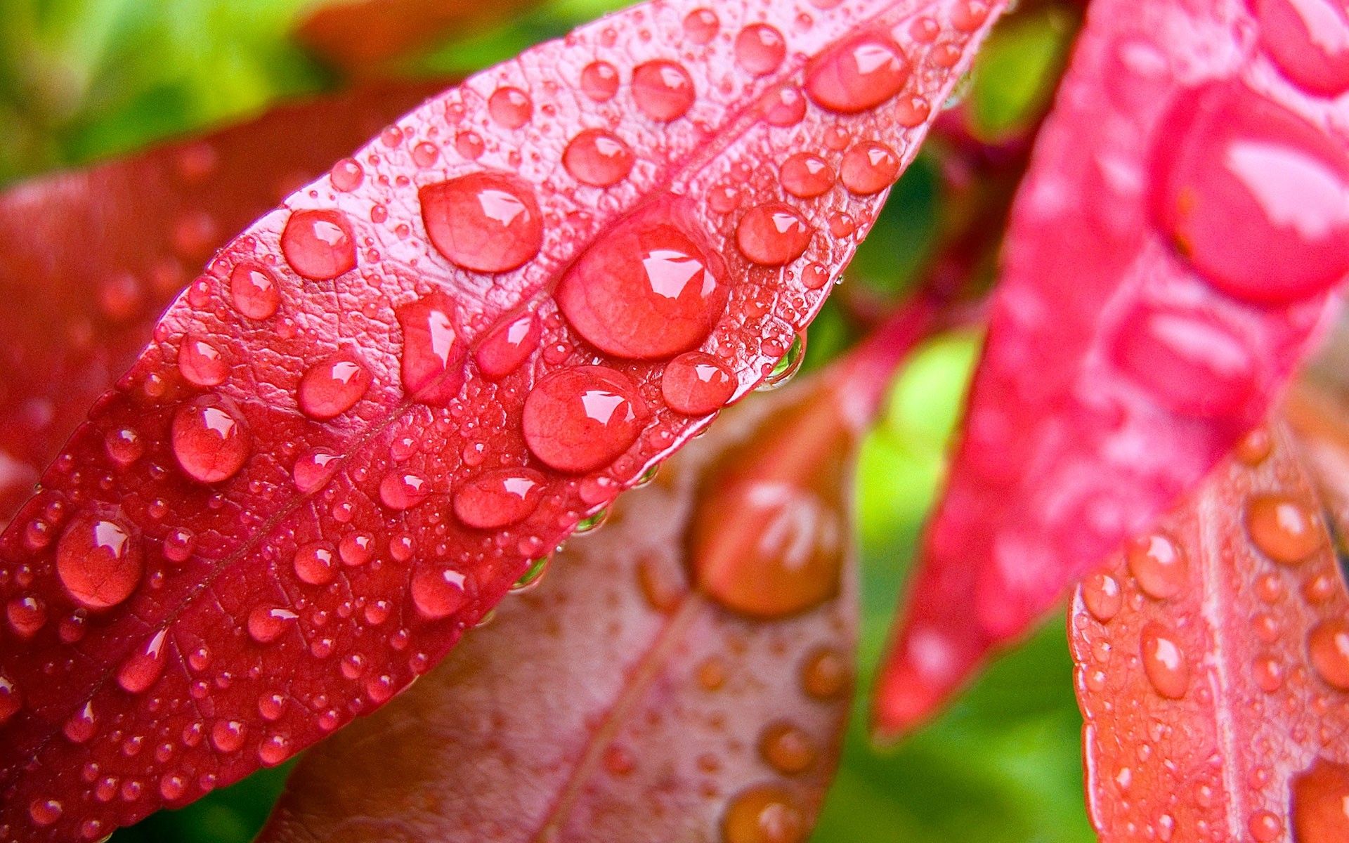 Red Leaf Macro Wallpapers