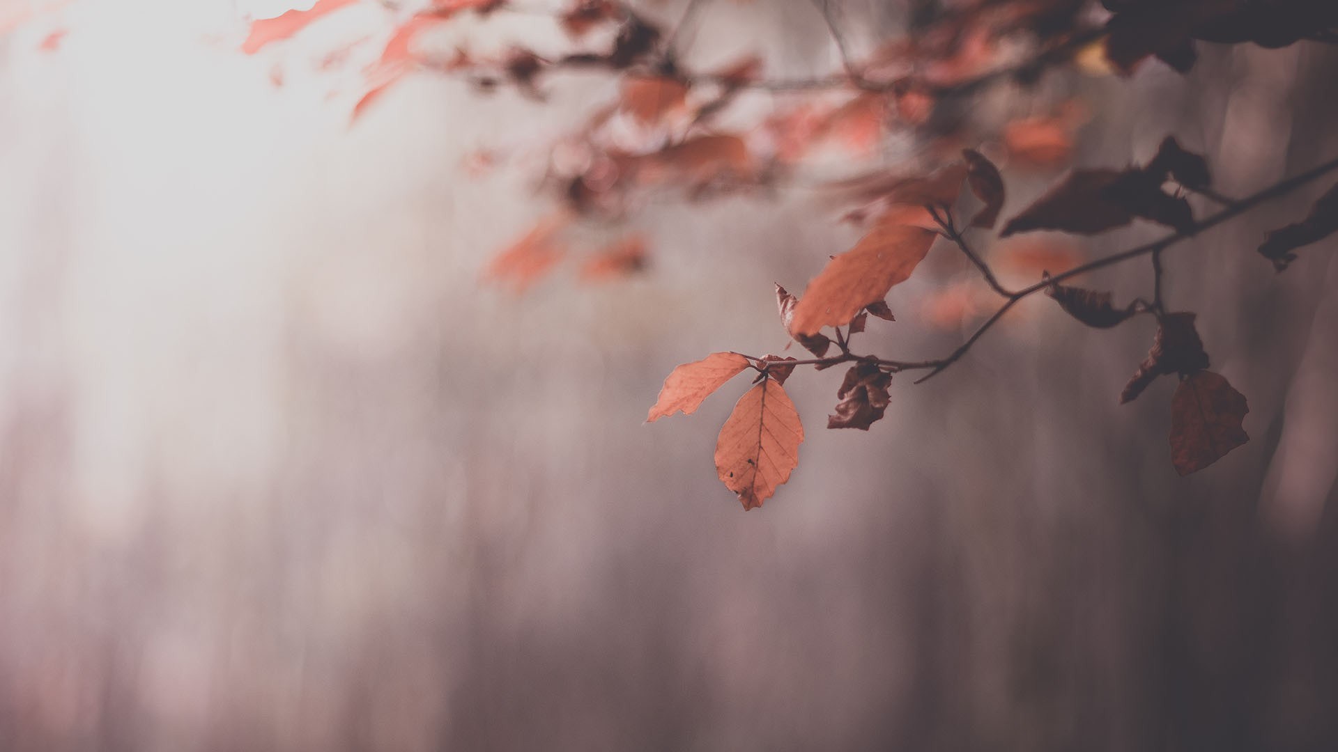 Red Leaf Macro Wallpapers