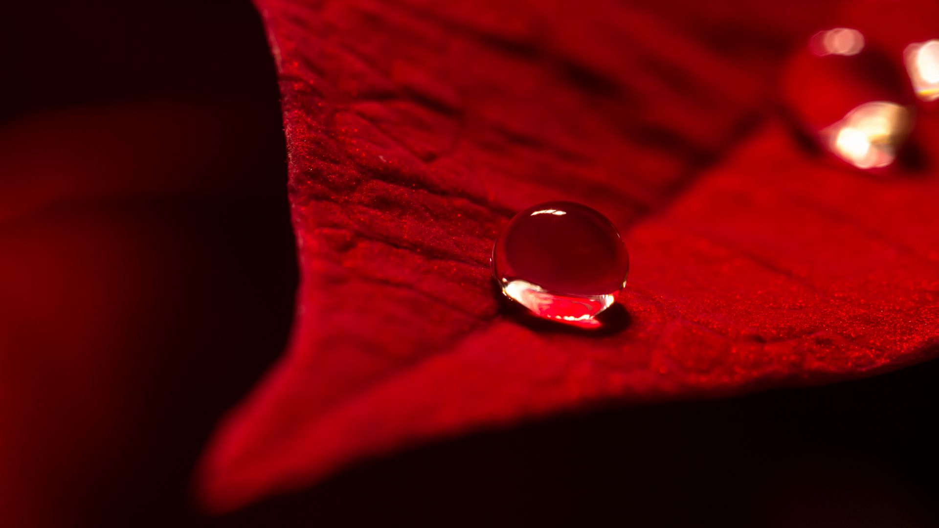 Red Leaf Macro Wallpapers