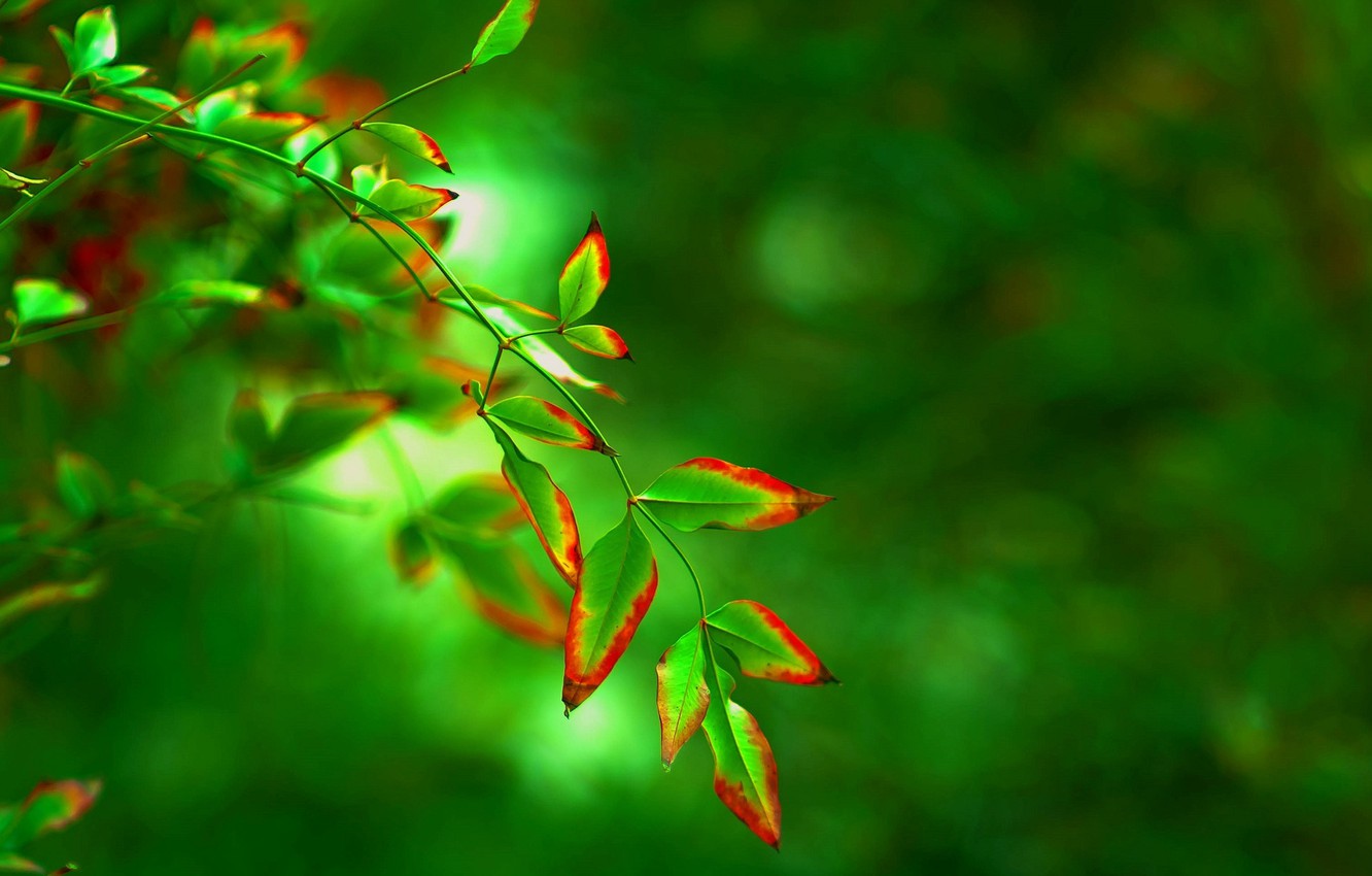 Red Leaf Macro Wallpapers