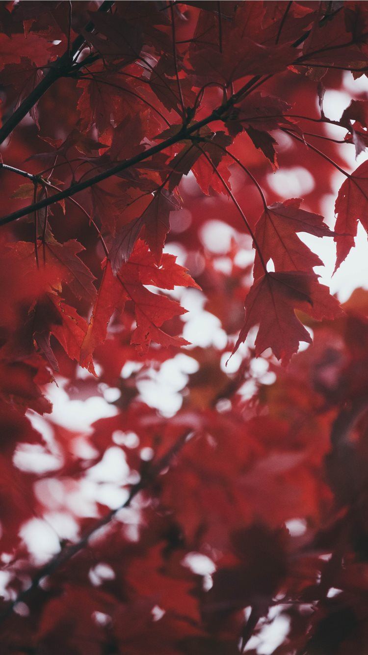 Red Leaf Macro Wallpapers