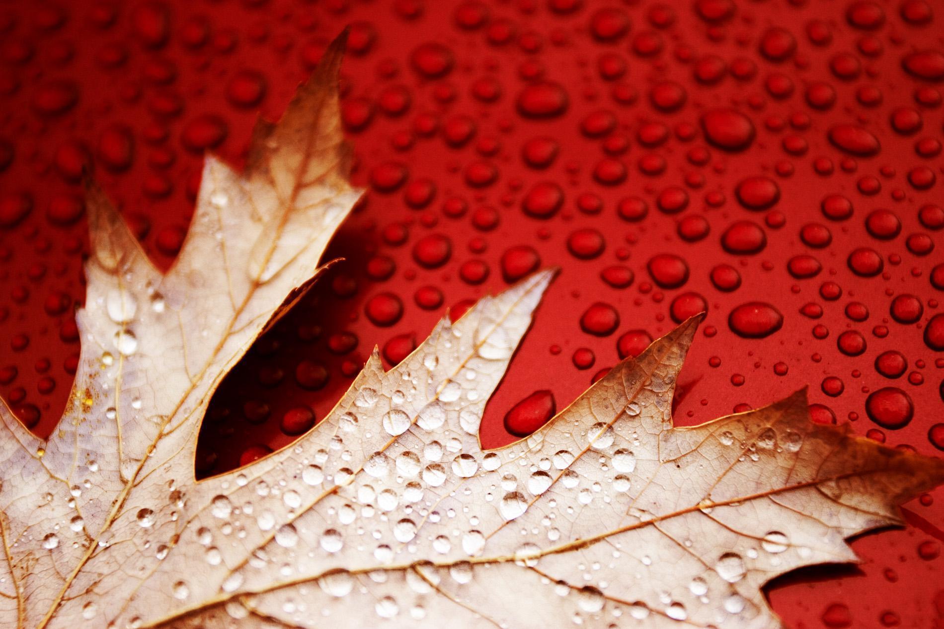 Red Leaf Macro Wallpapers