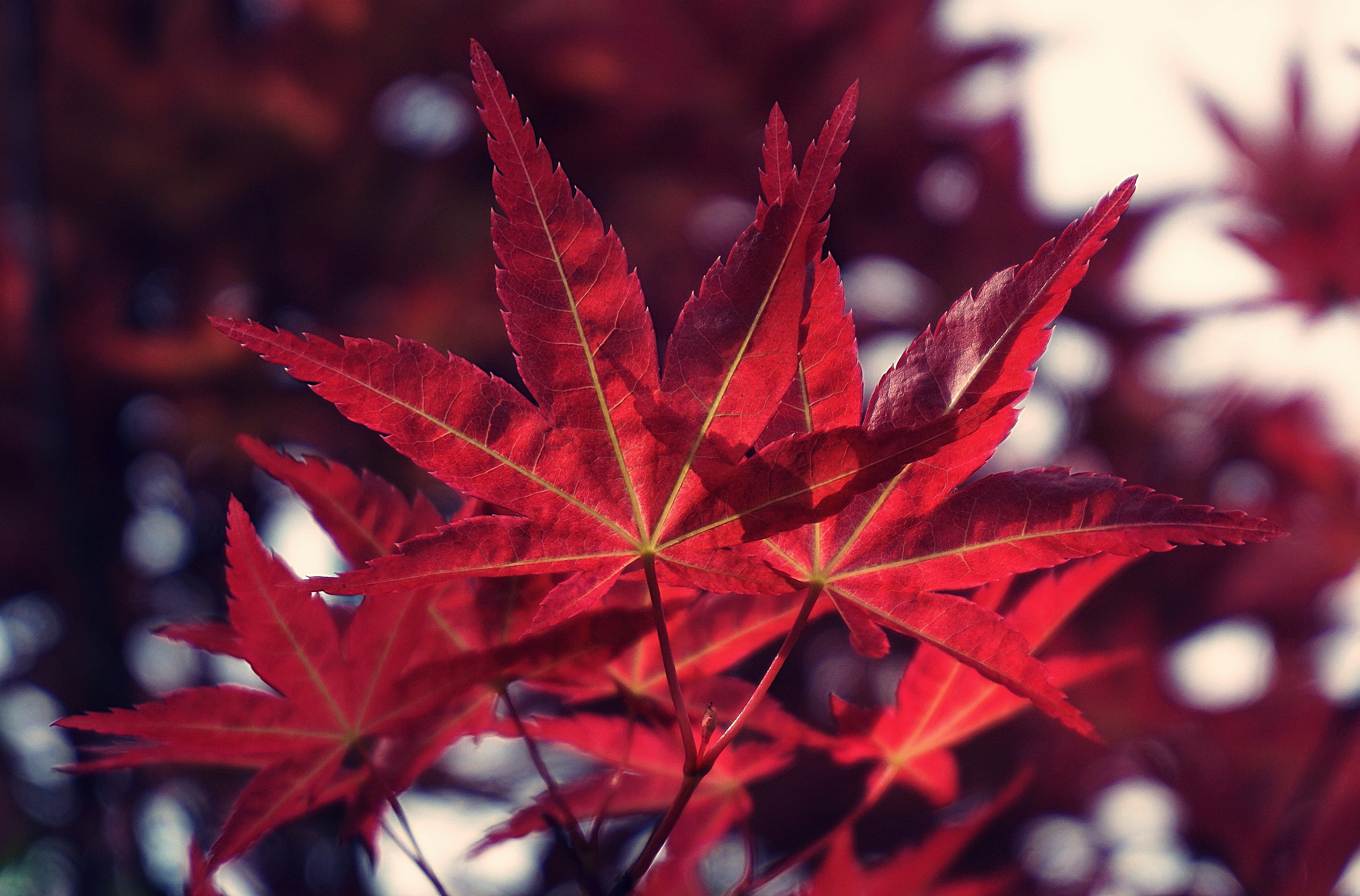 Red Leaf Macro Wallpapers