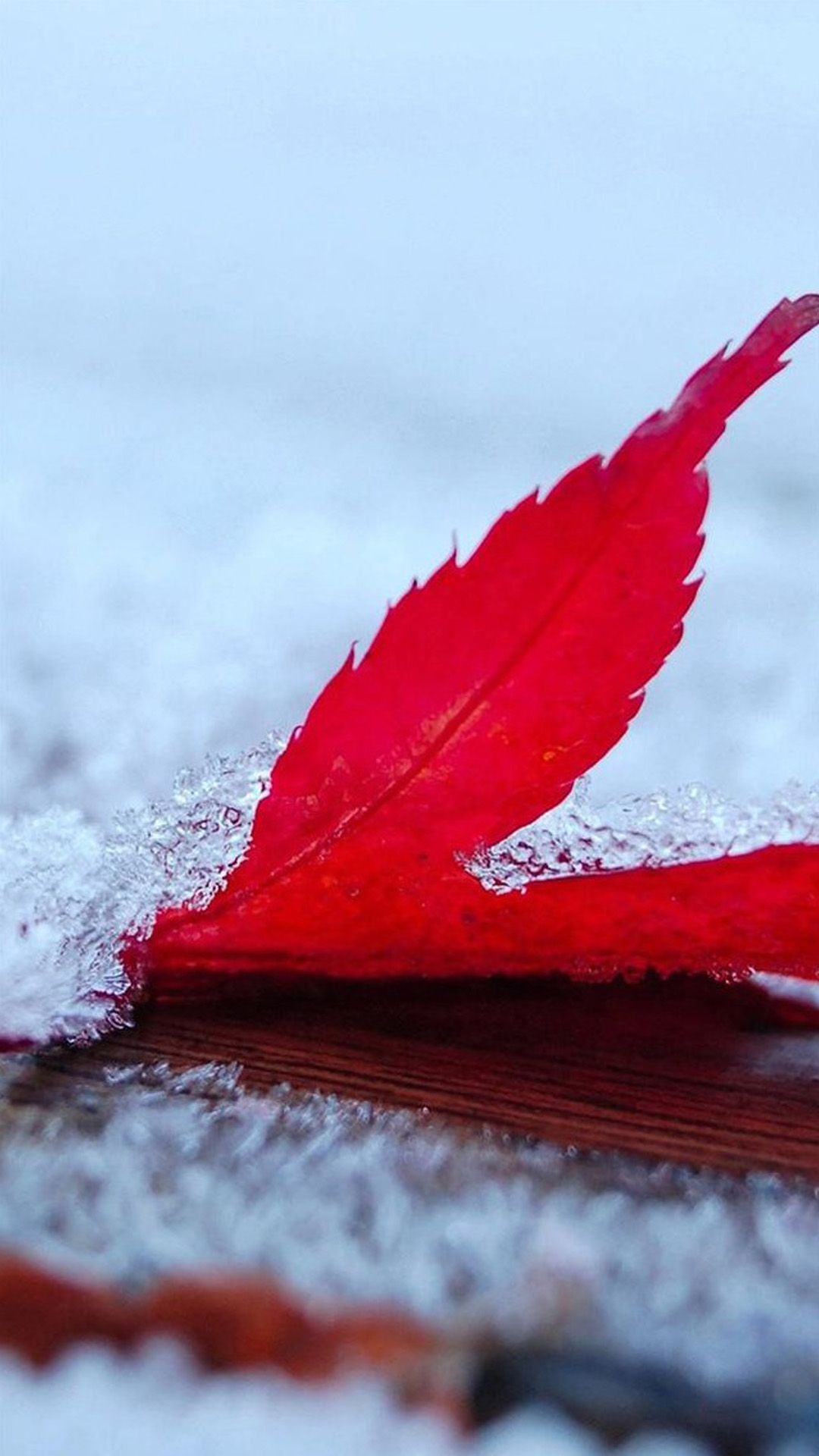 Red Leaf Macro Wallpapers