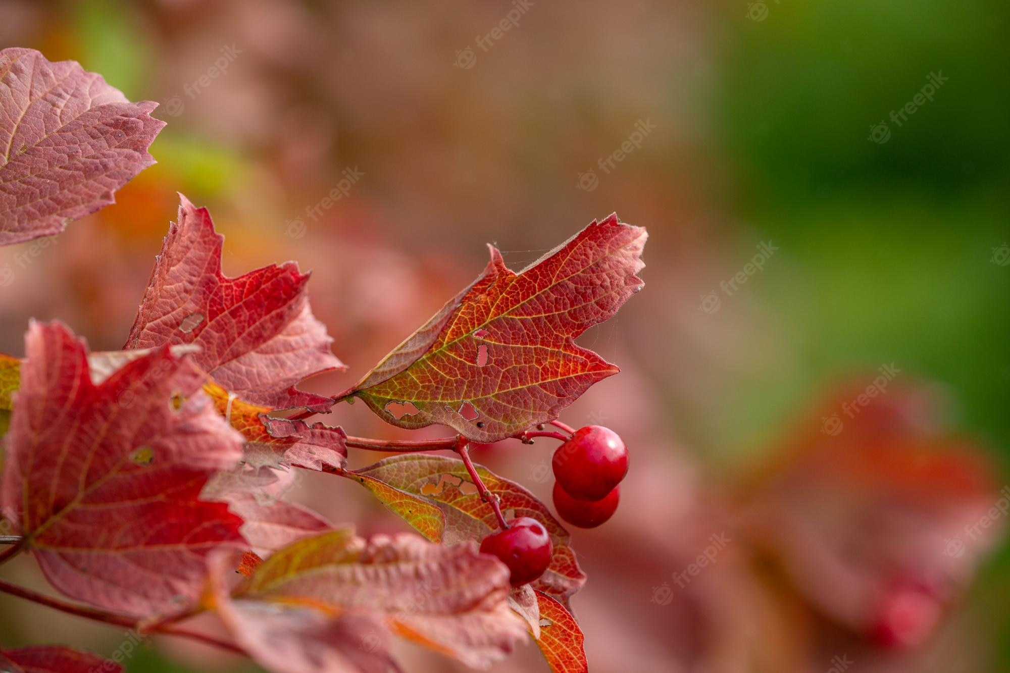 Red Leaf Macro Wallpapers