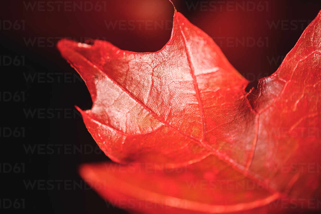Red Leaf Macro Wallpapers