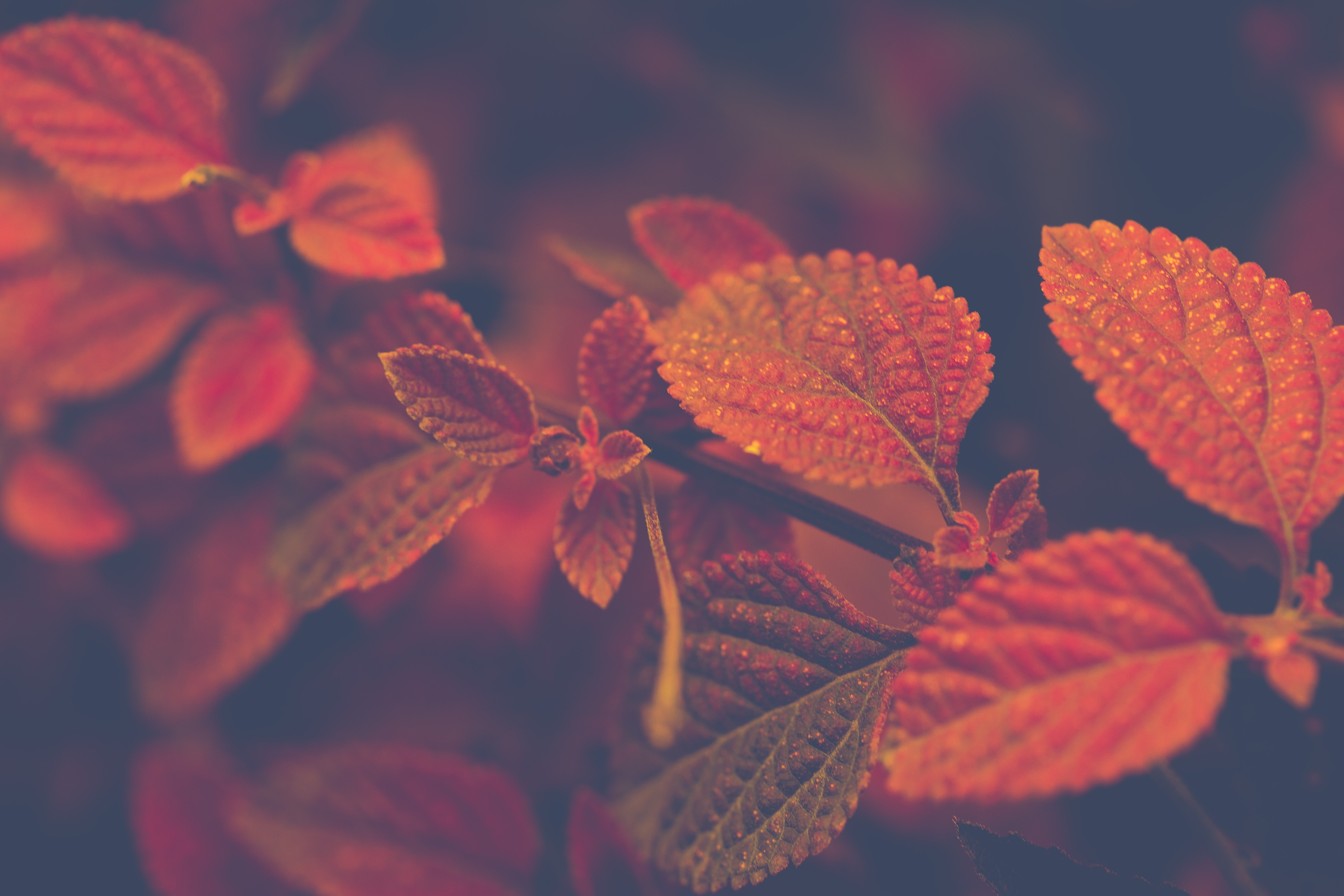 Red Leaf Macro Wallpapers