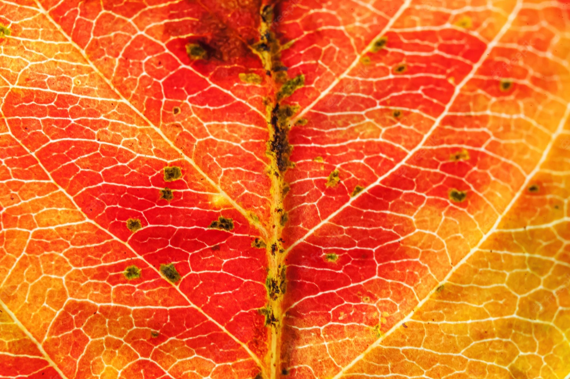 Red Leaf Macro Wallpapers