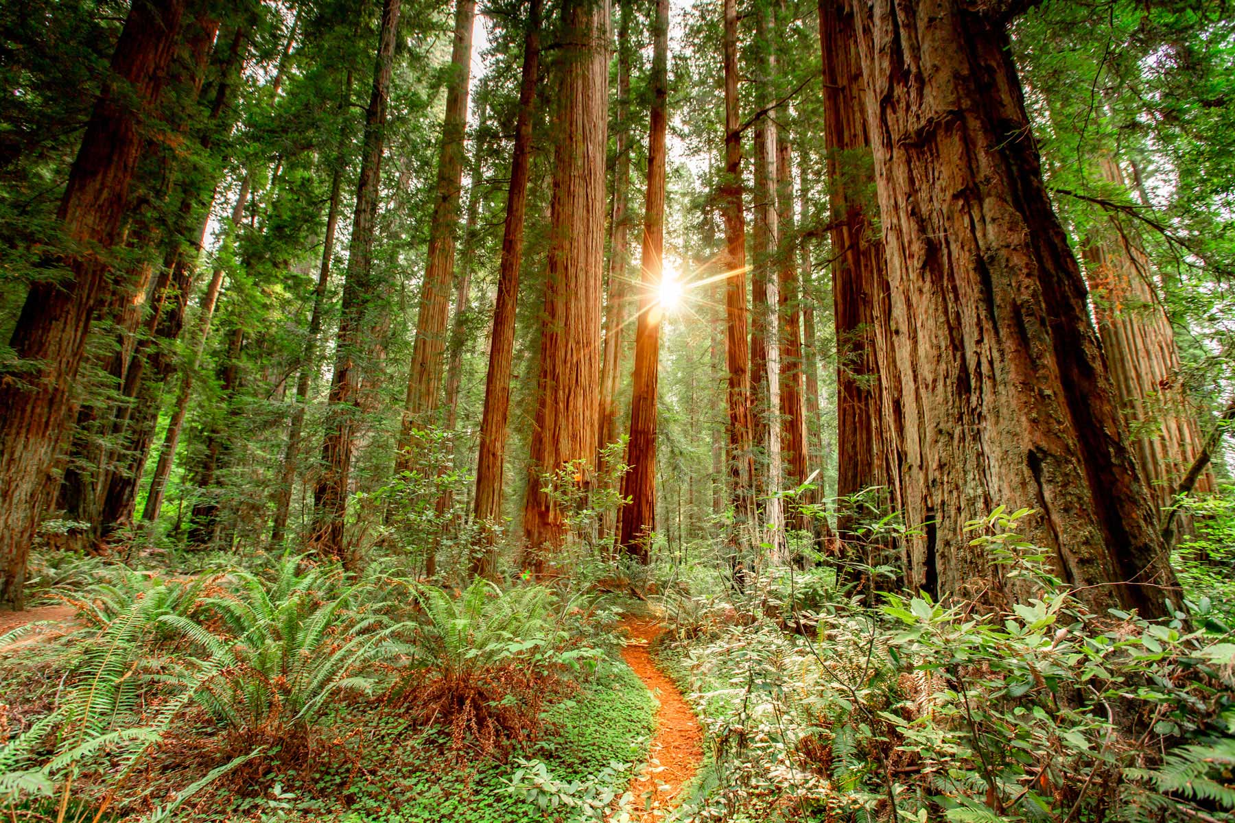 Redwood National And State Parks Wallpapers