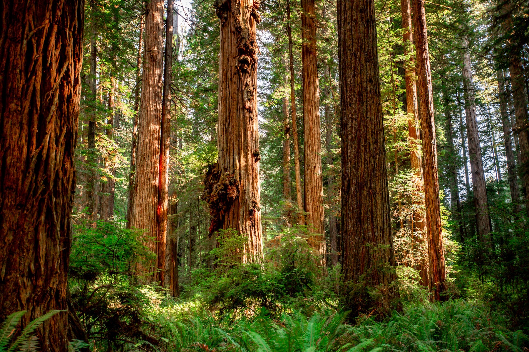 Redwood National And State Parks Wallpapers