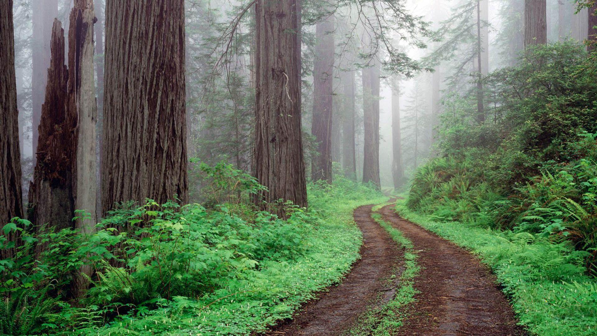 Redwood National And State Parks Wallpapers