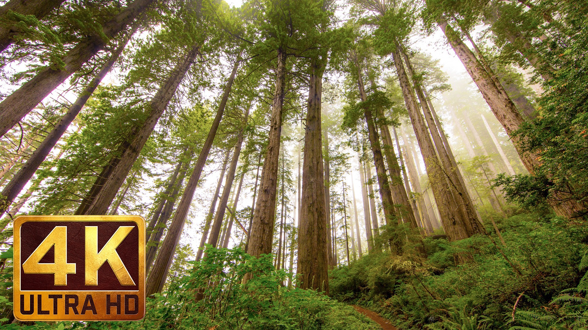 Redwood National And State Parks Wallpapers