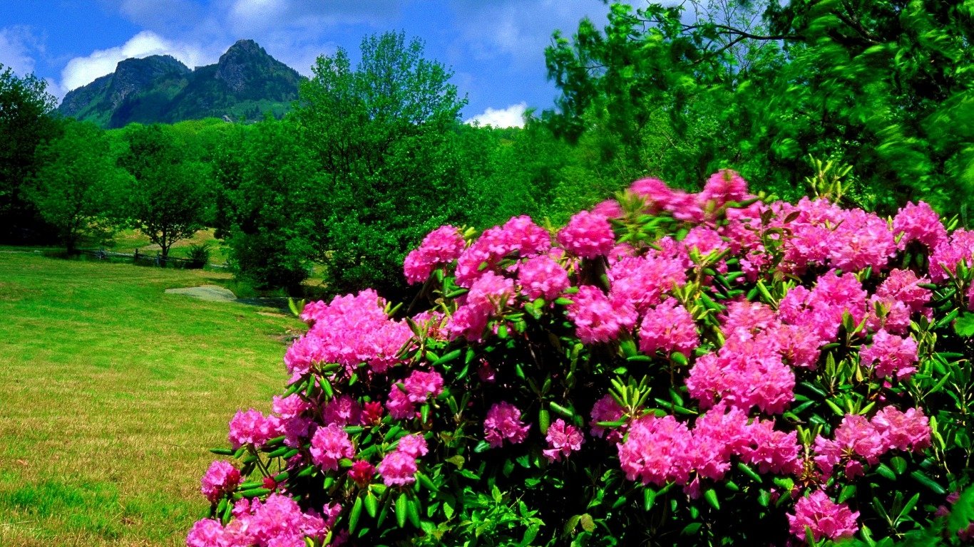 Rhododendron Wallpapers