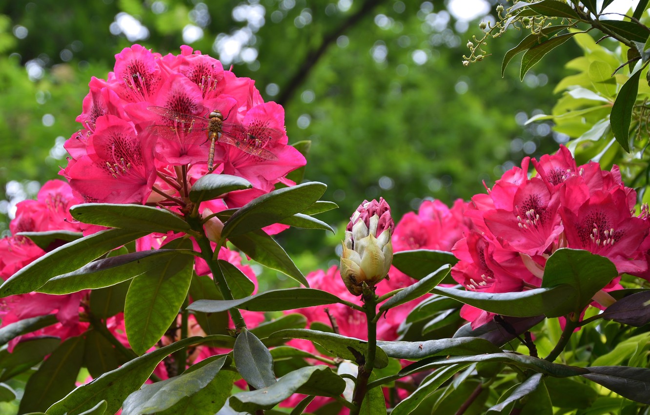 Rhododendron Wallpapers