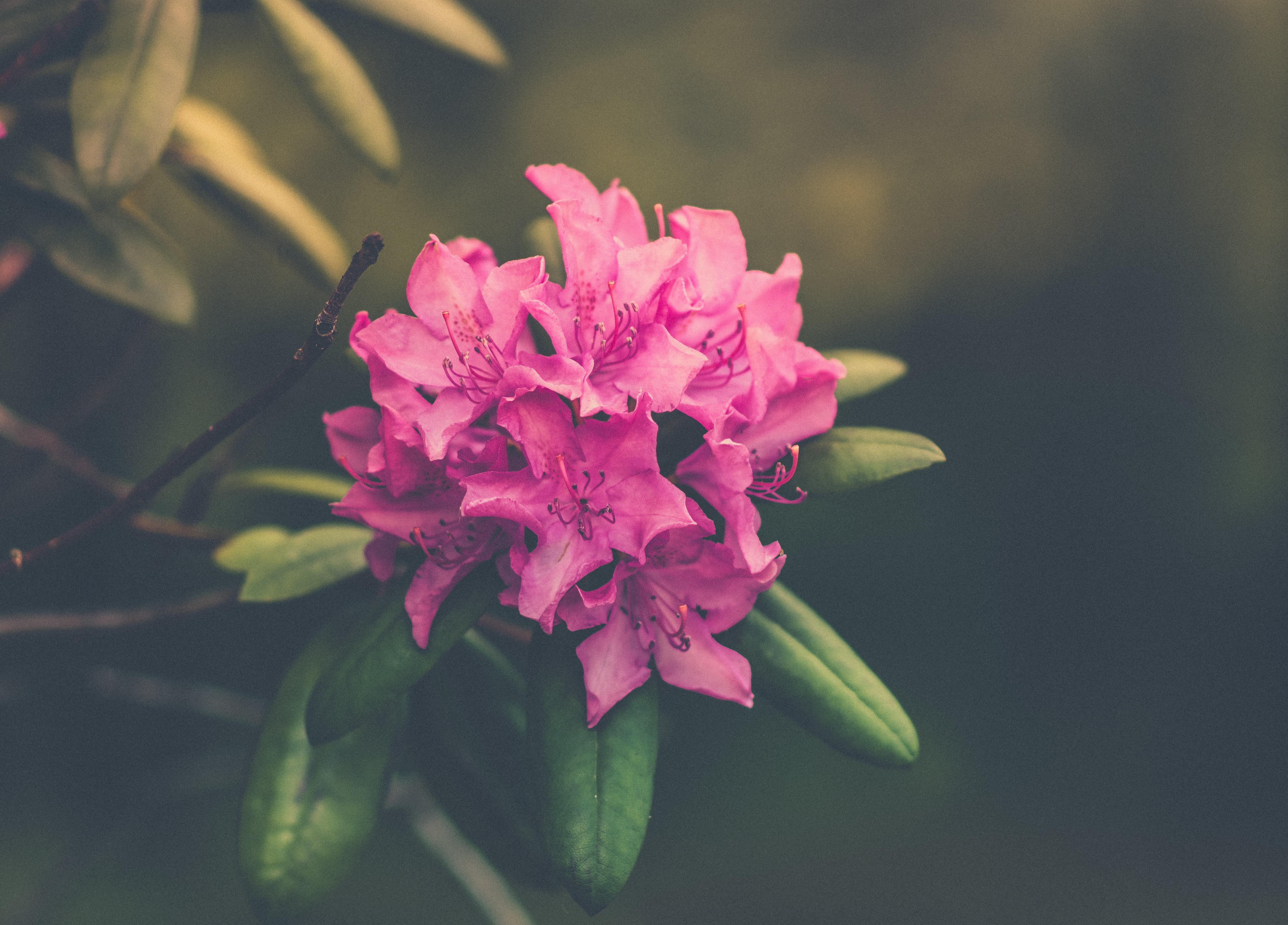 Rhododendron Wallpapers