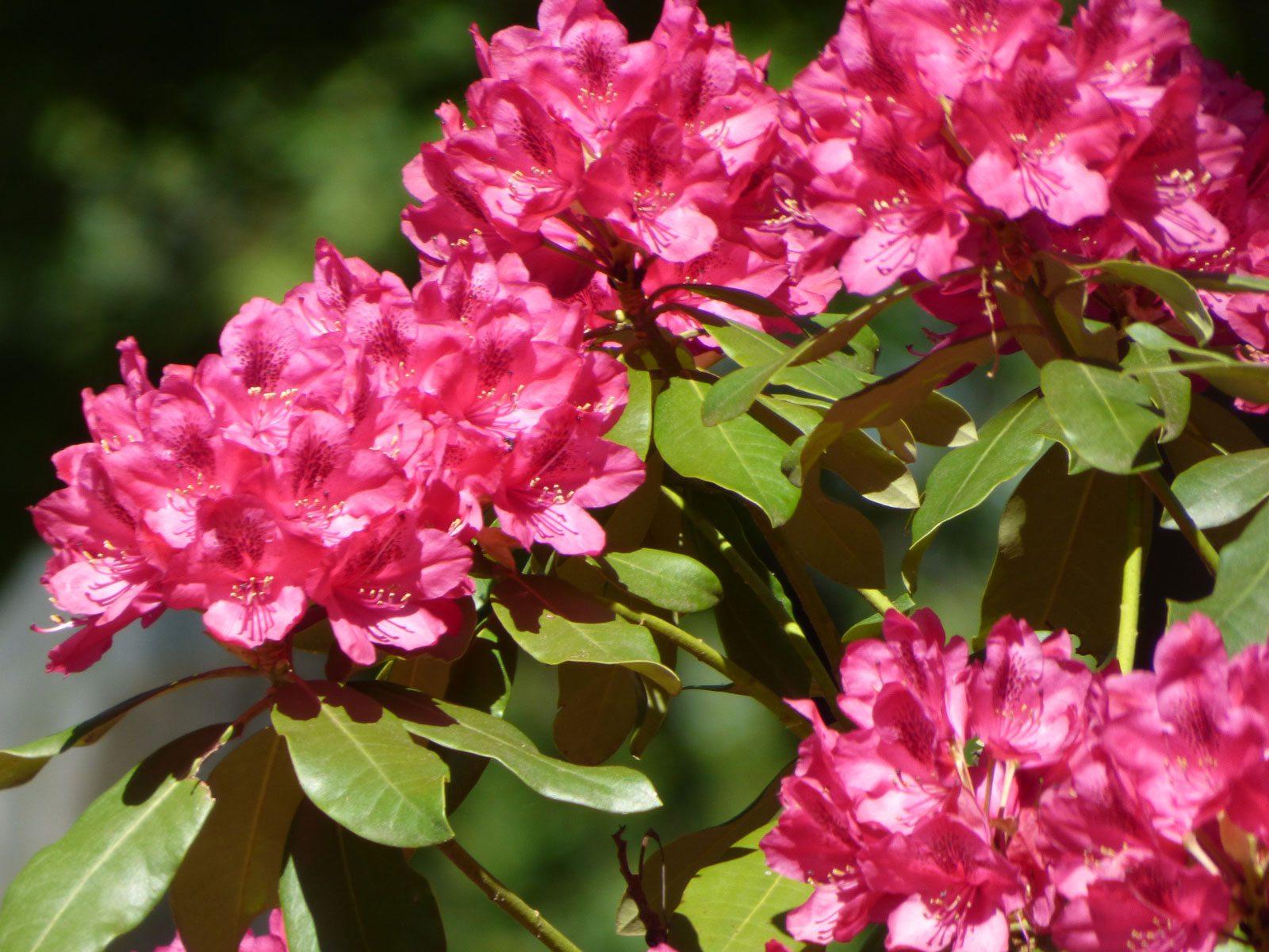 Rhododendron Wallpapers