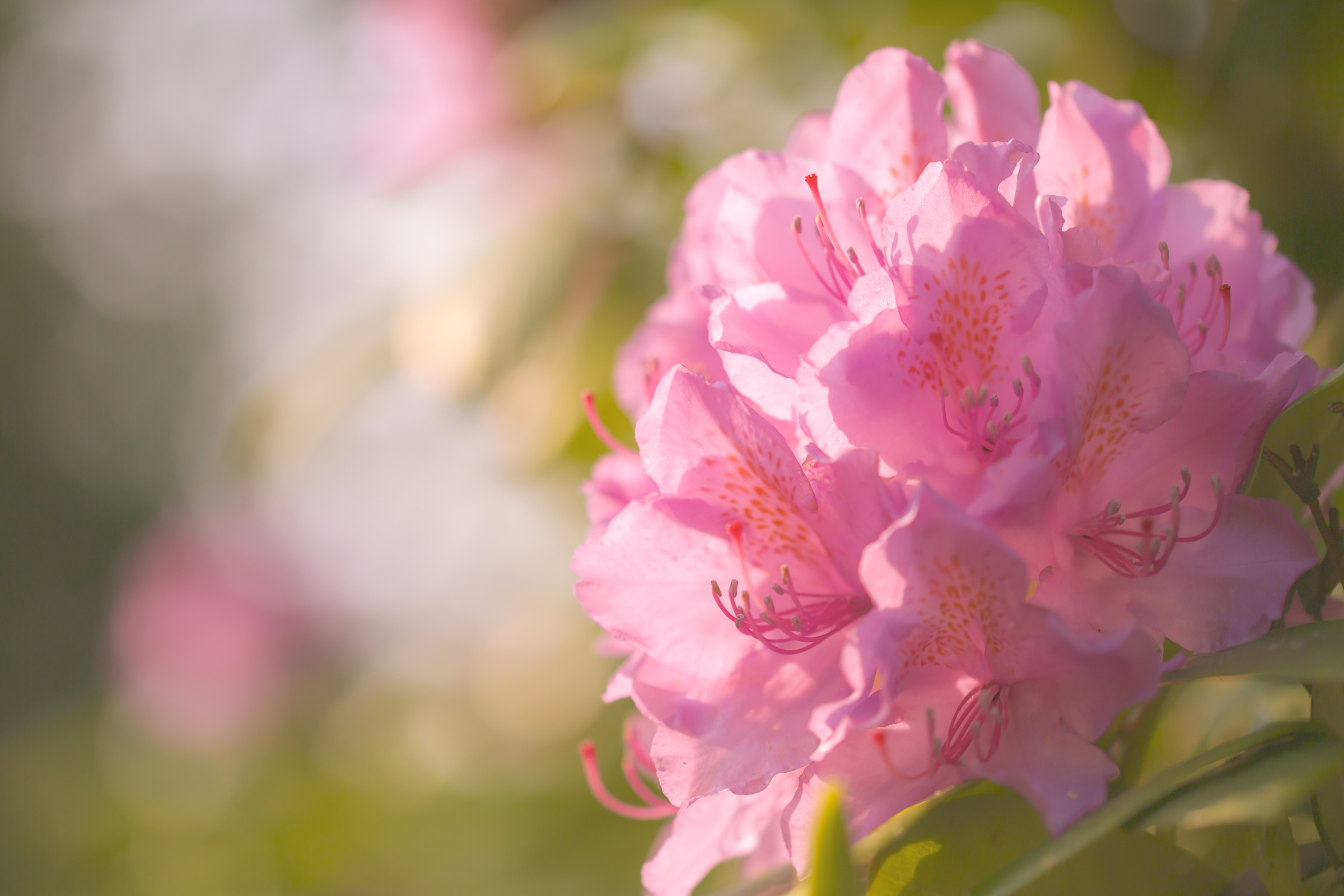 Rhododendron Wallpapers